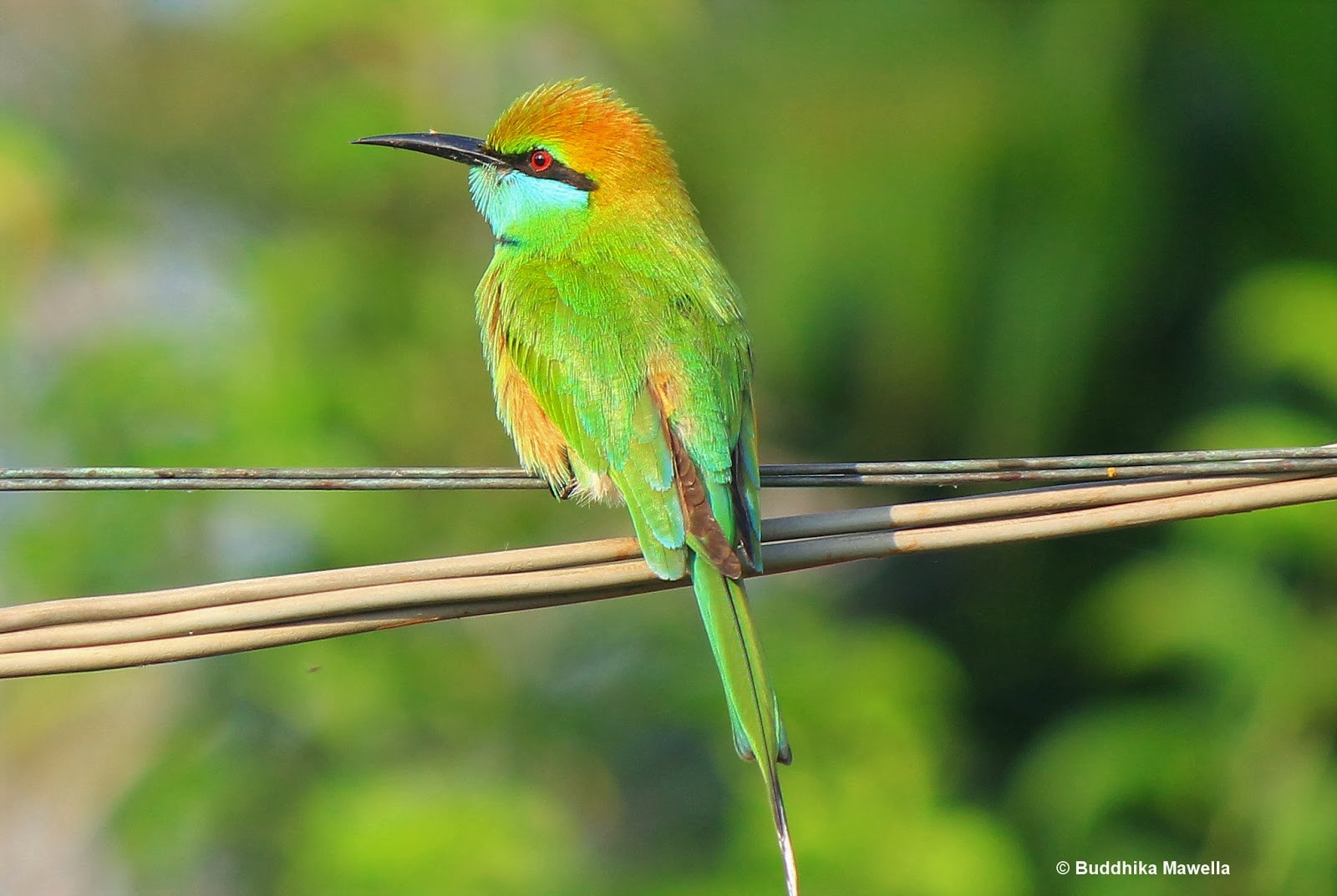 Animal Bee Eater Bird Colorful Green Bee Eater 1600x1073