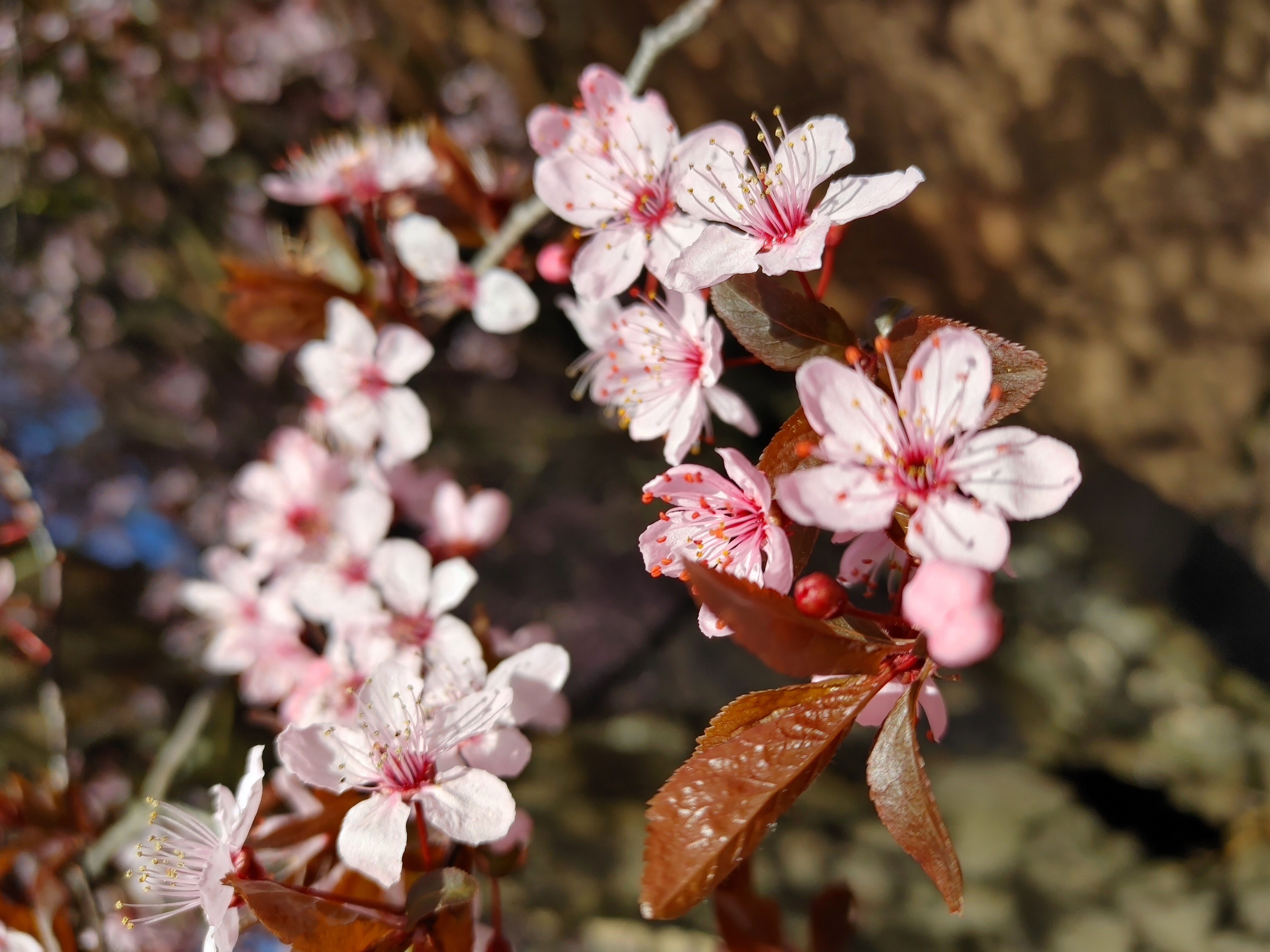 Nature Flowers Cherry Blossom 4624x3468