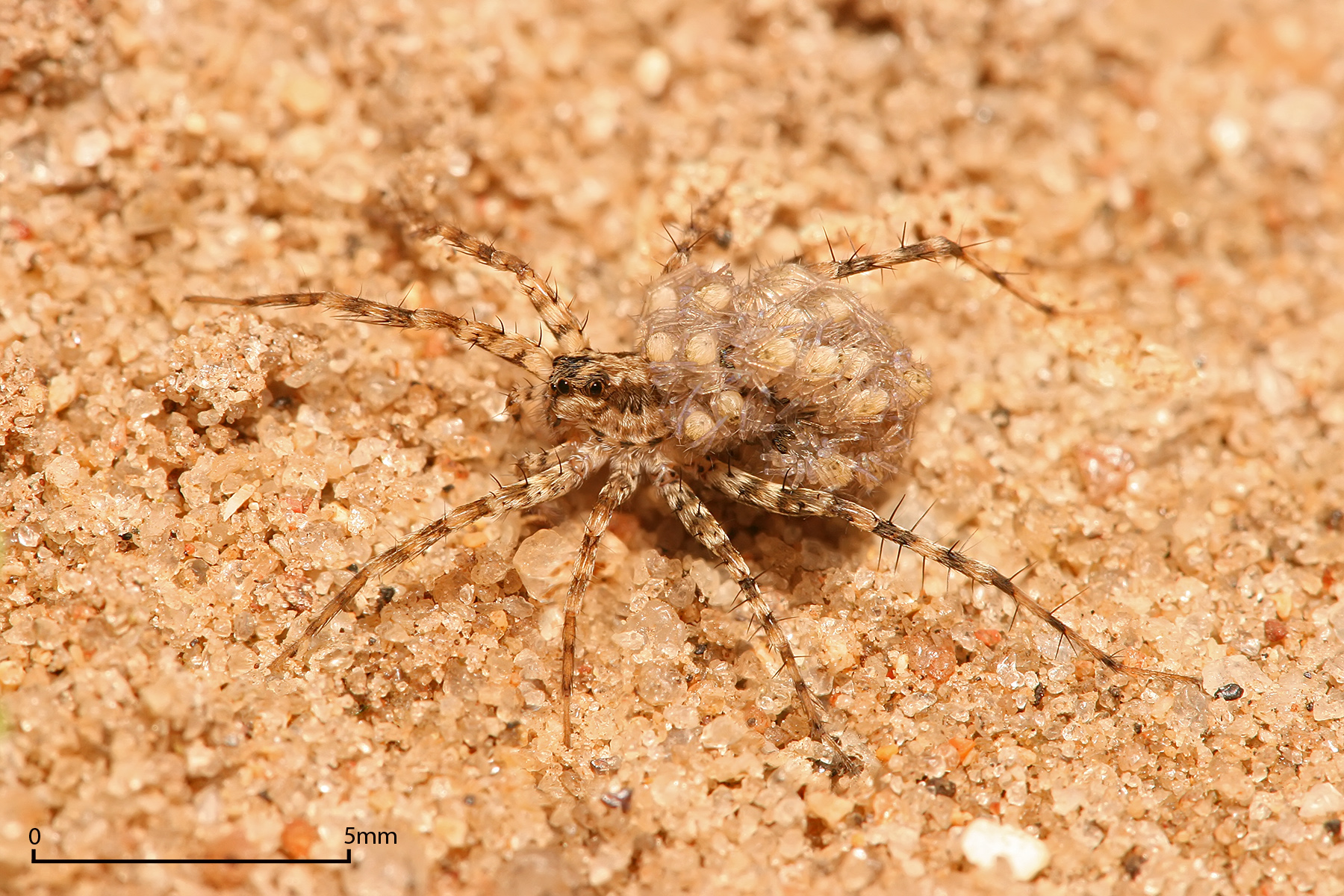 Arachnid Spider 1800x1200