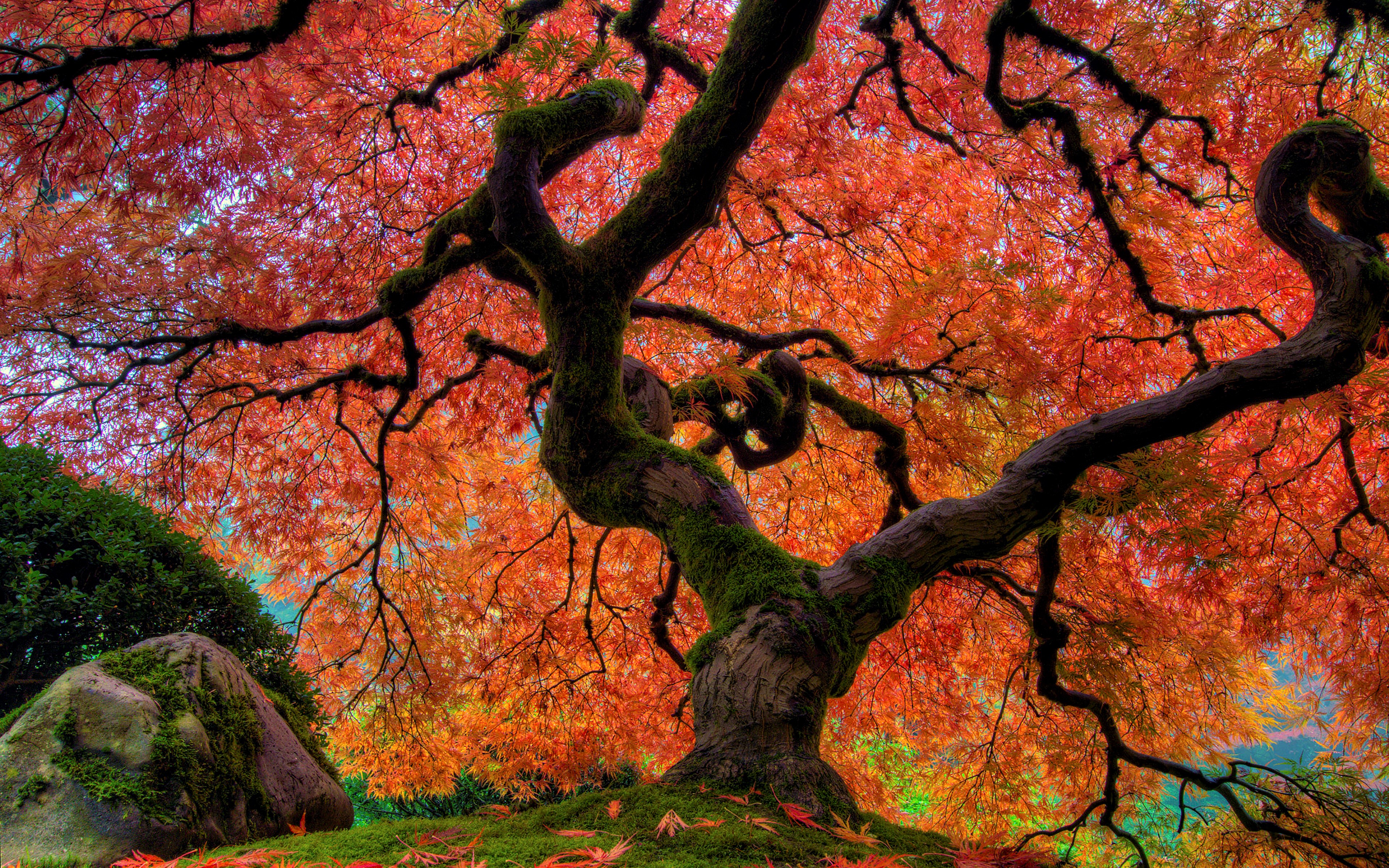 Fall Foliage Japanese Garden Tree 3840x2400