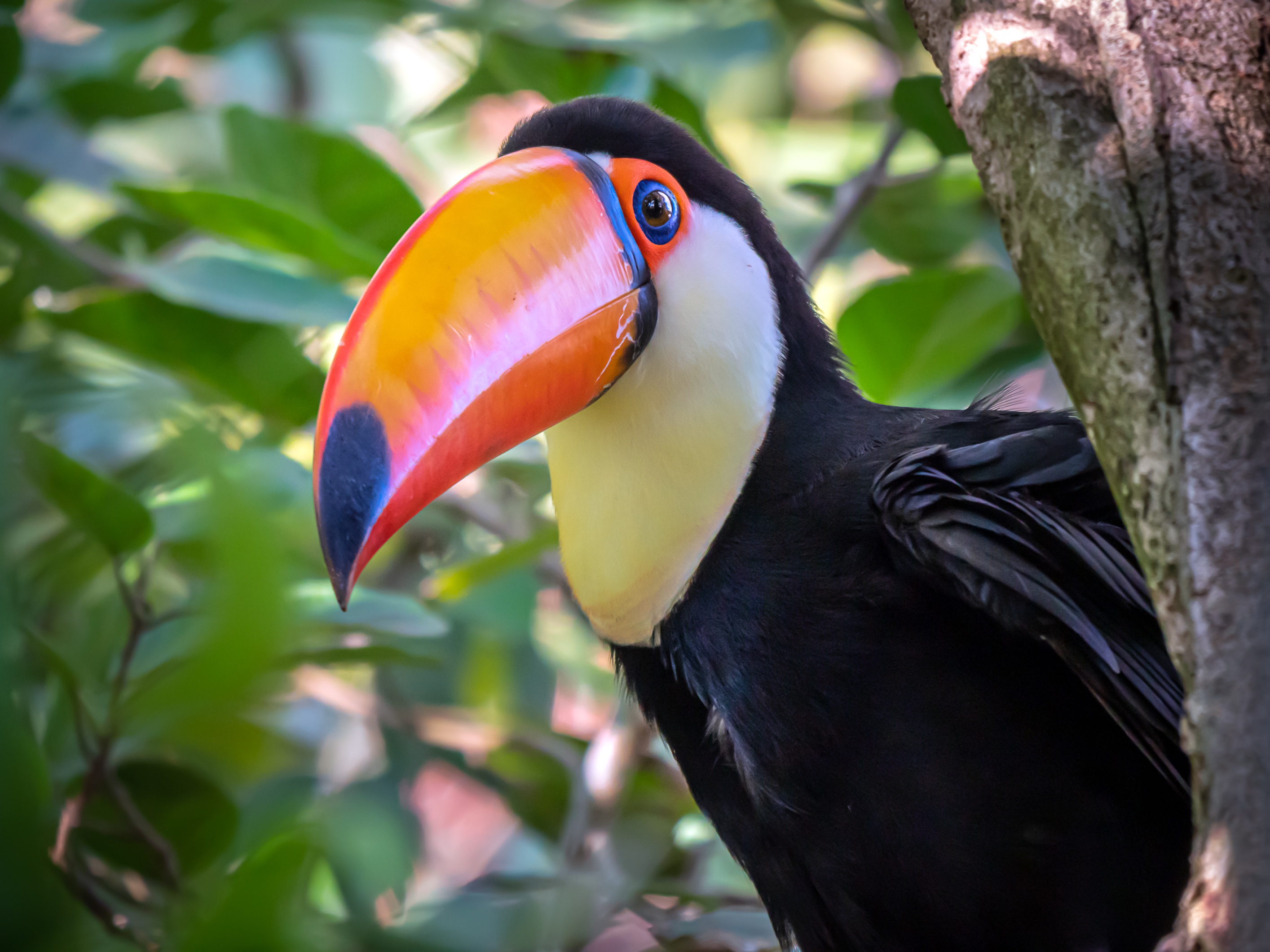 Beak Bird Toucan Wildlife 2828x2121