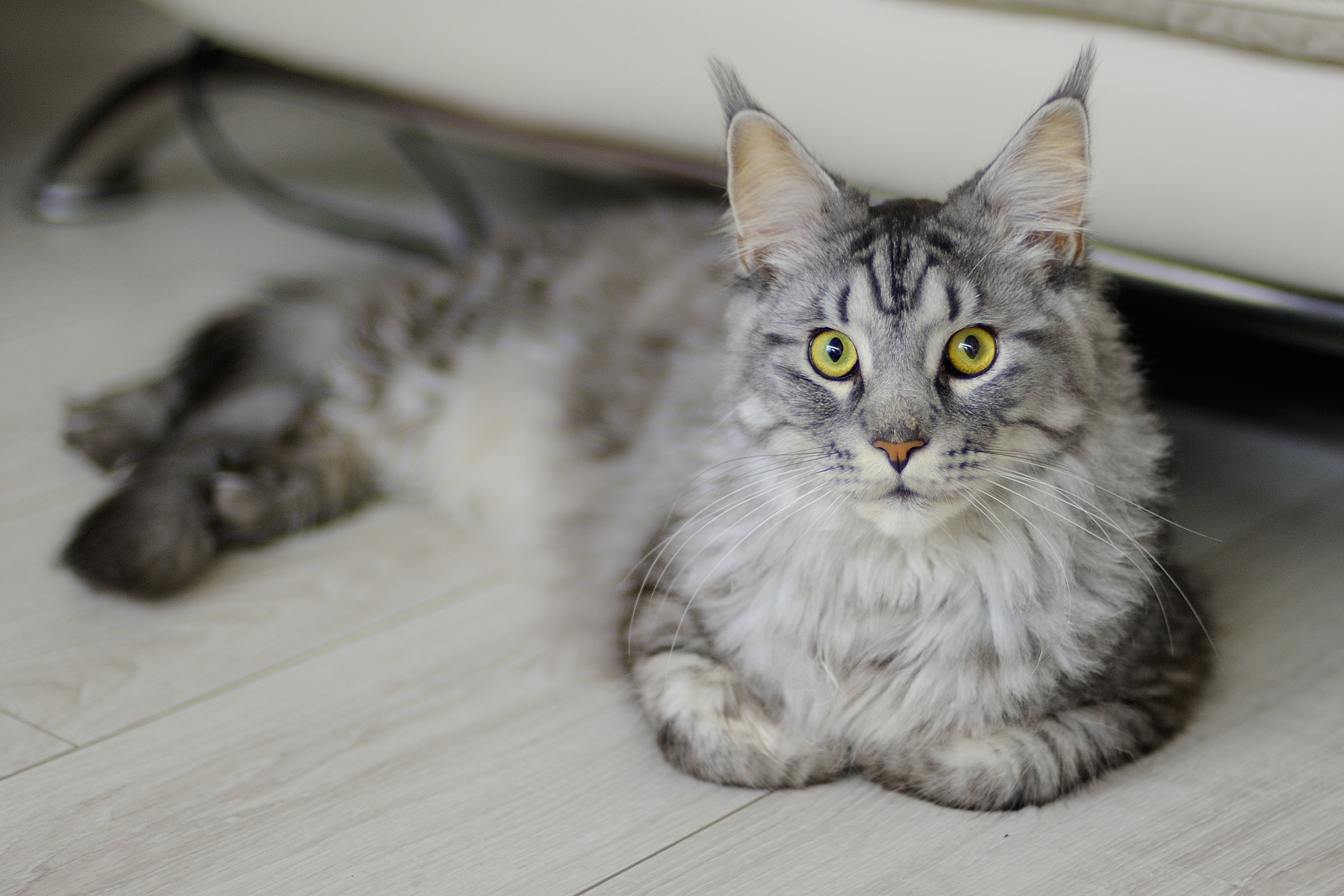 Cat Maine Coon Pet Stare 2839x1893