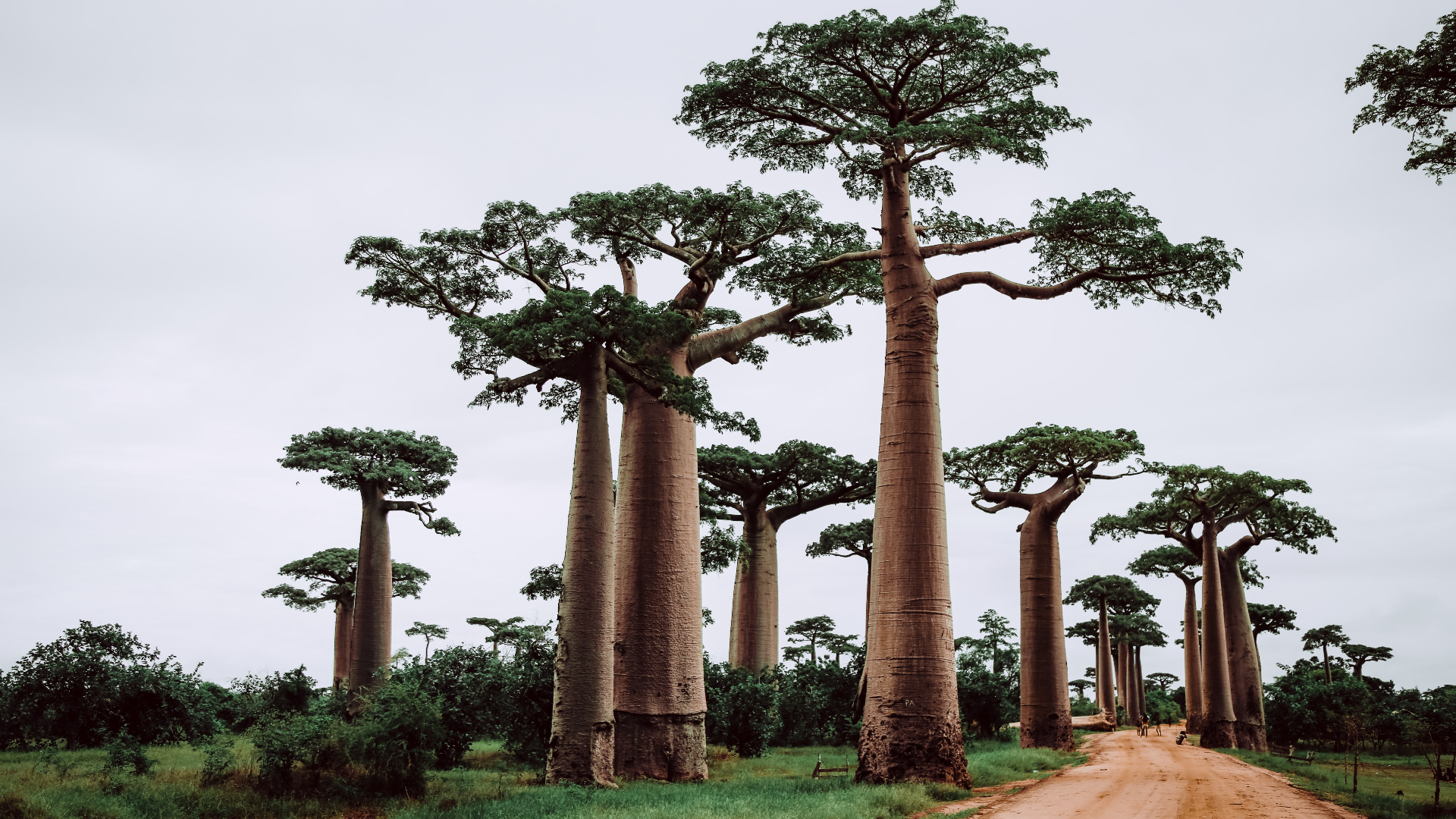 Nature Trees Plants Grass Clouds Road Baobabs Baobab Trees Madagascar 1920x1080