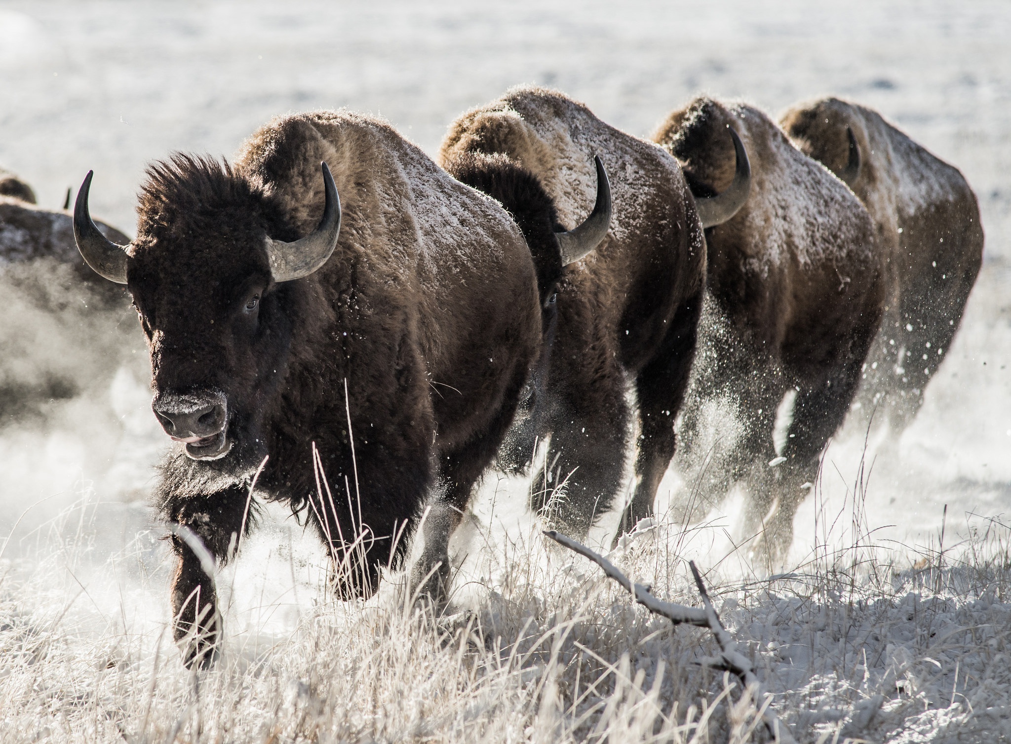 American Bison Wildlife 2048x1507