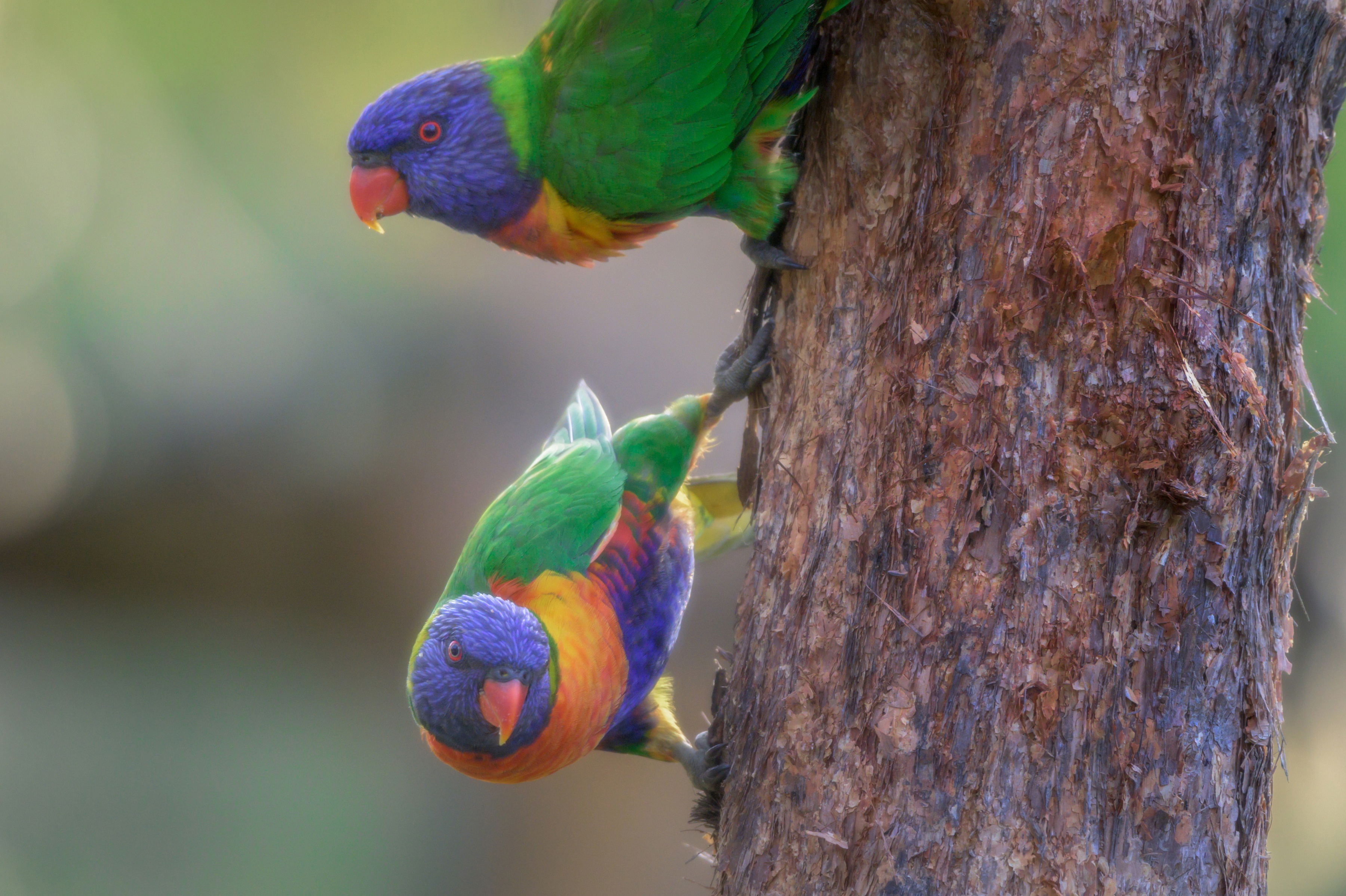 Bird Parrot Rainbow Lorikeet Wildlife 3600x2397