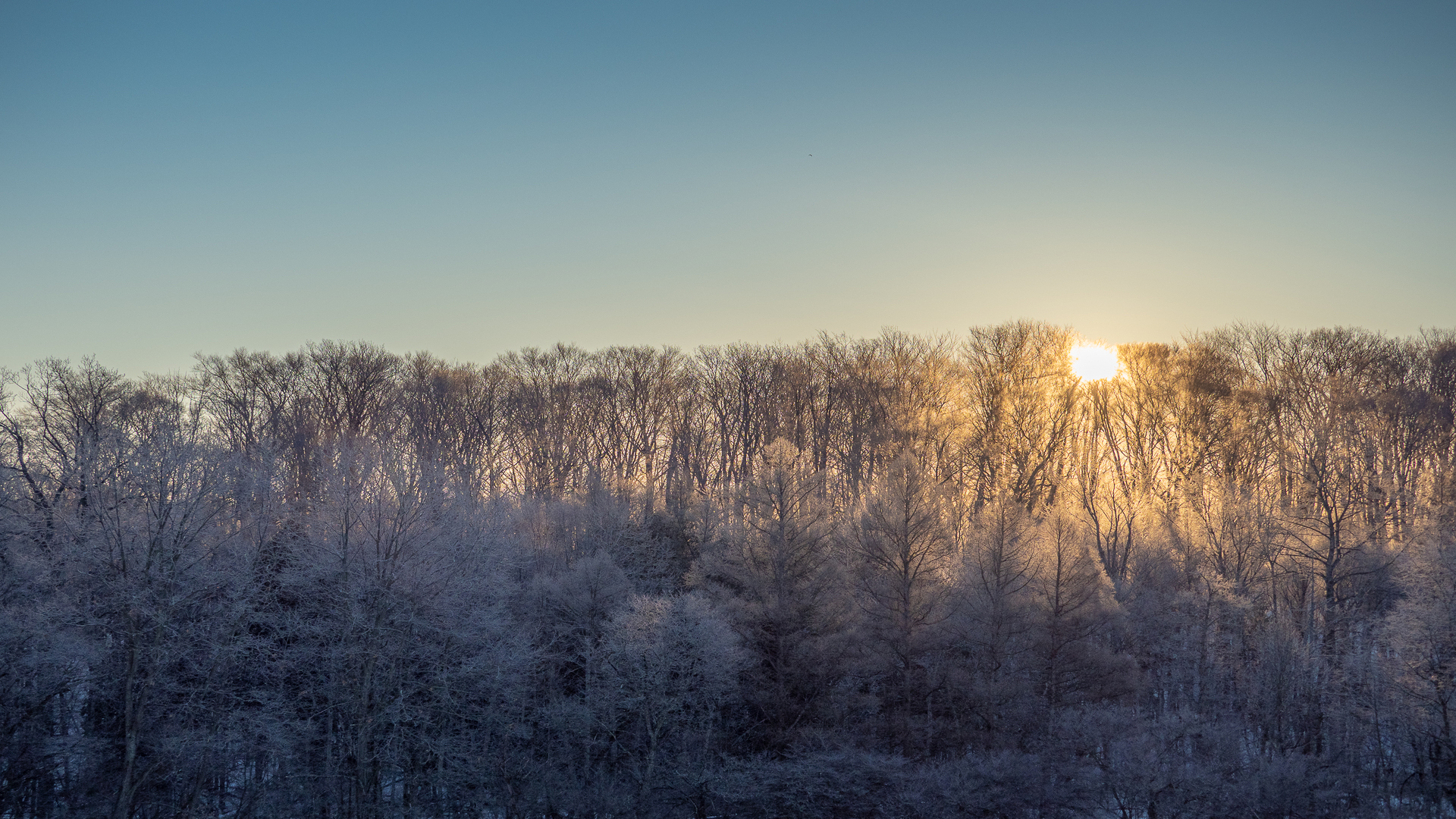 Nature Landscape Sky Trees Winter Sun Sunrise 1920x1080