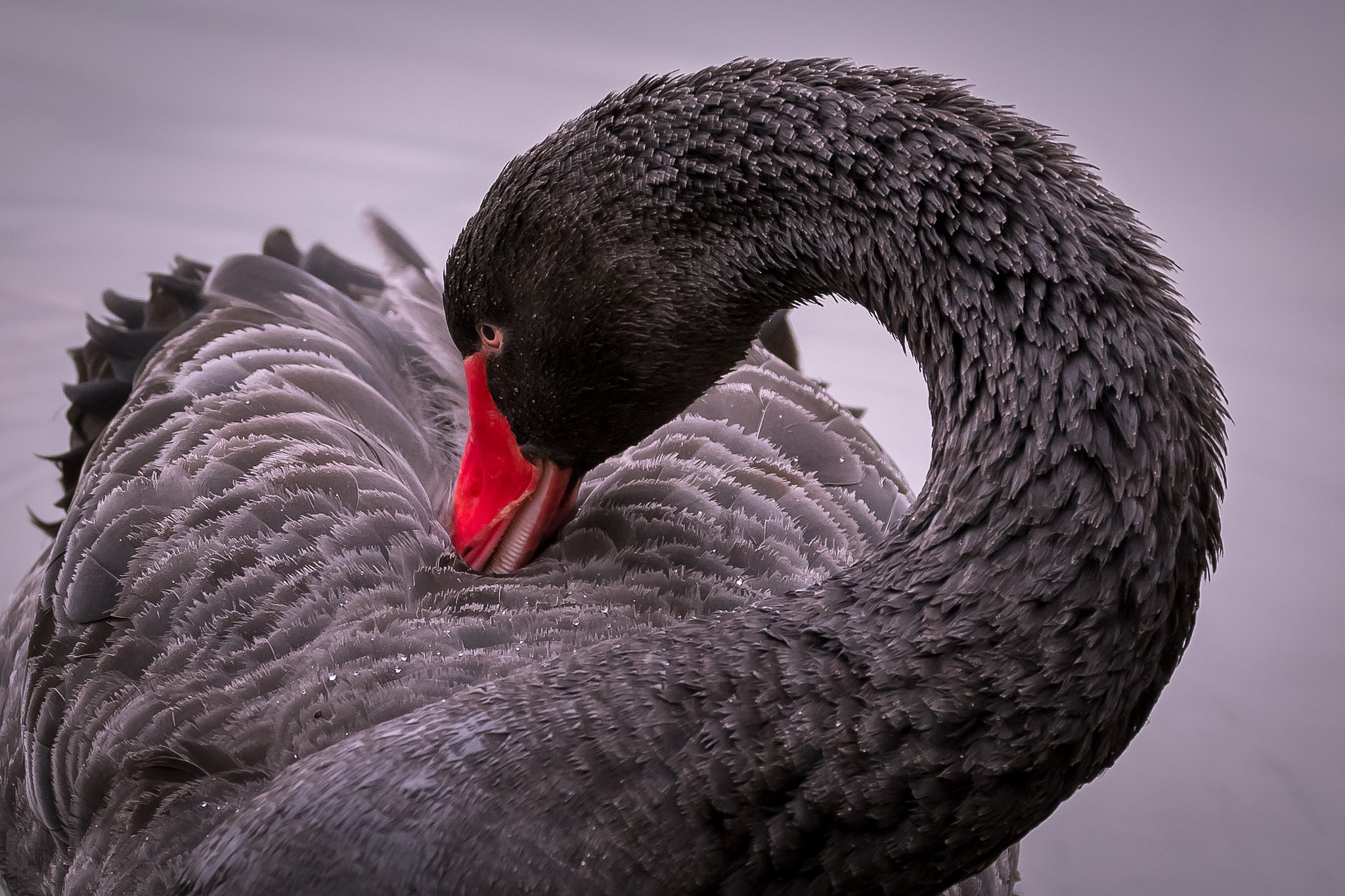 Bird Black Swan Swan Wildlife 2048x1365