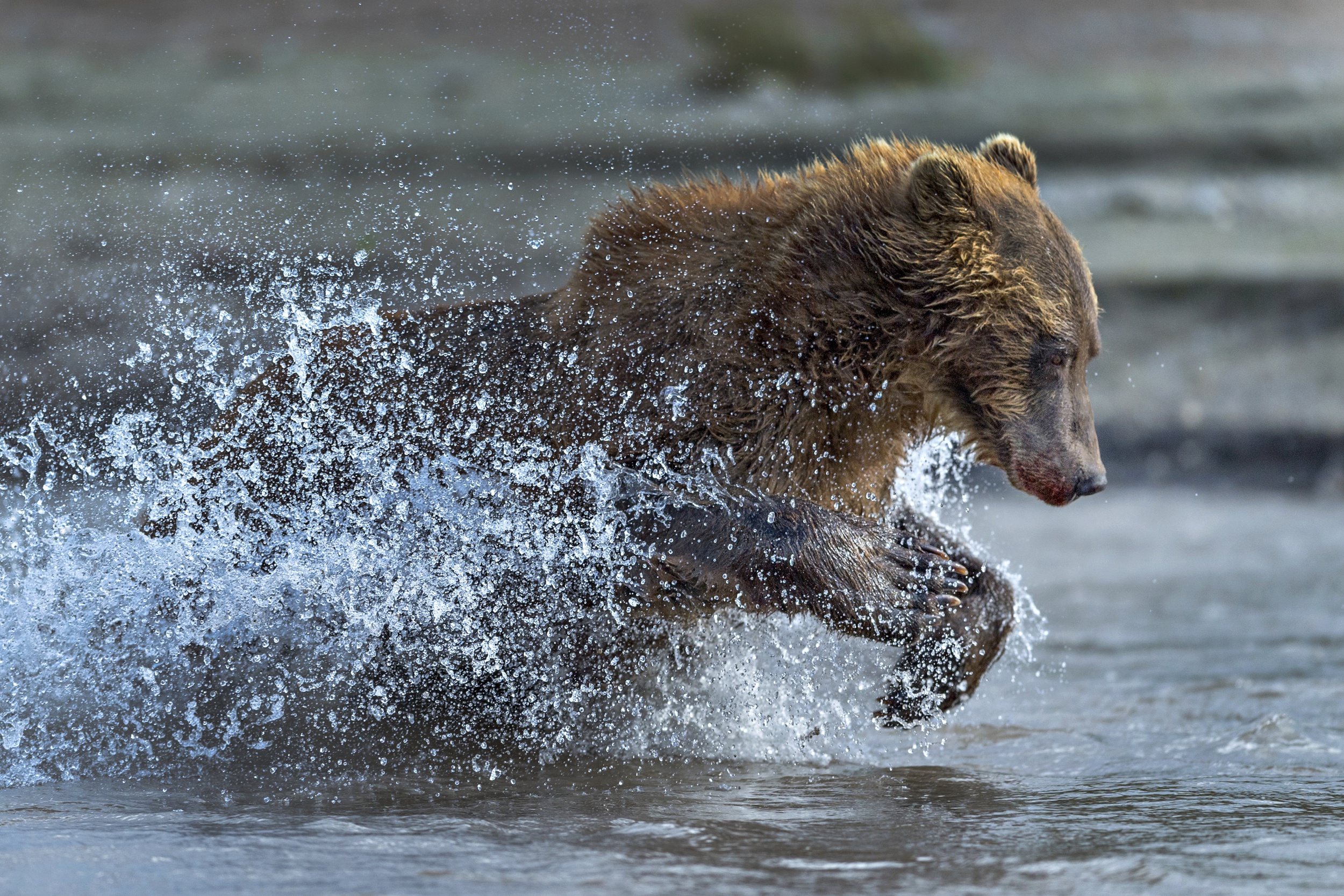 Bear Splash Wildlife Predator Animal 2500x1667