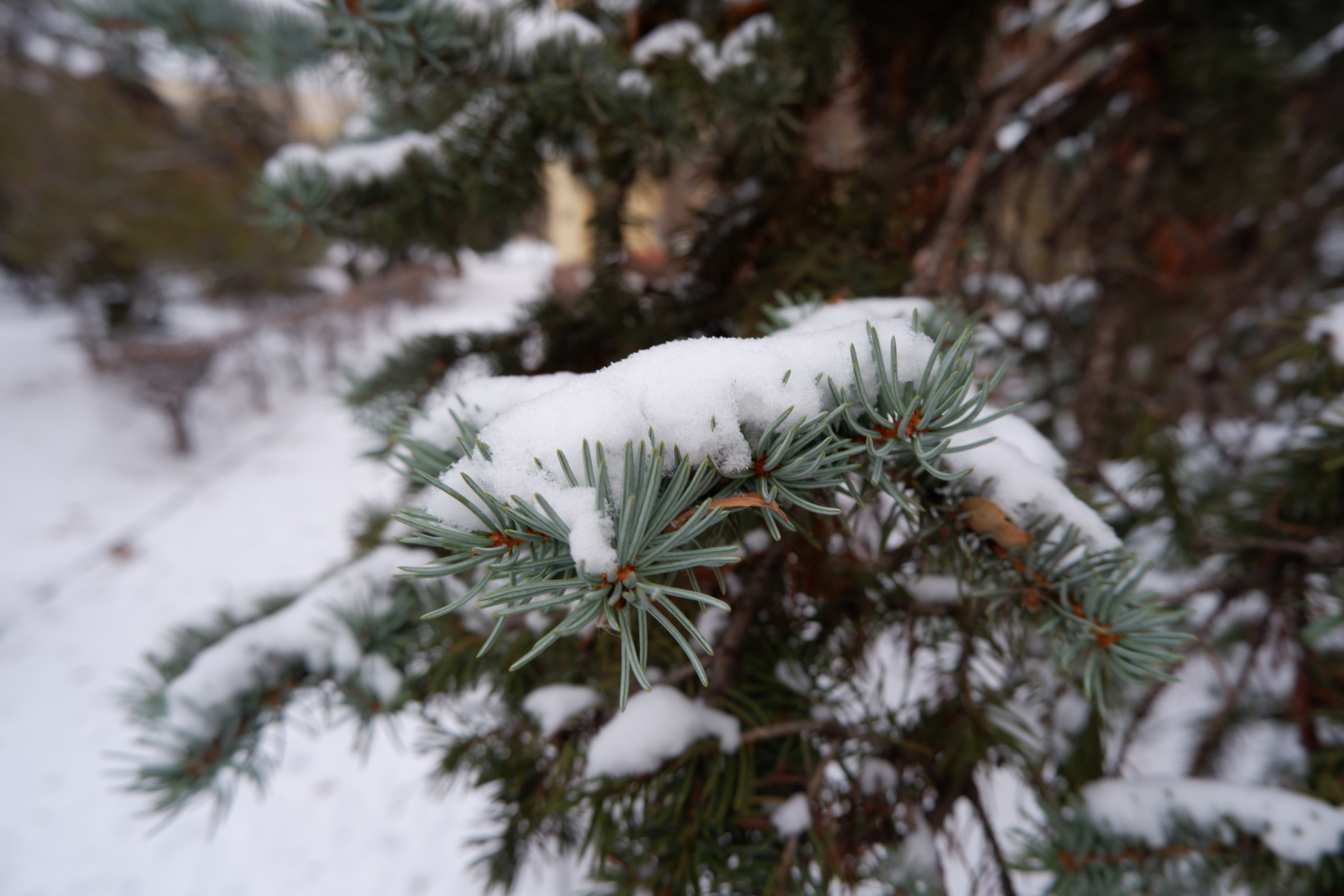 Snow Covered Snow Fir Tree Twigs Winter 6000x4000