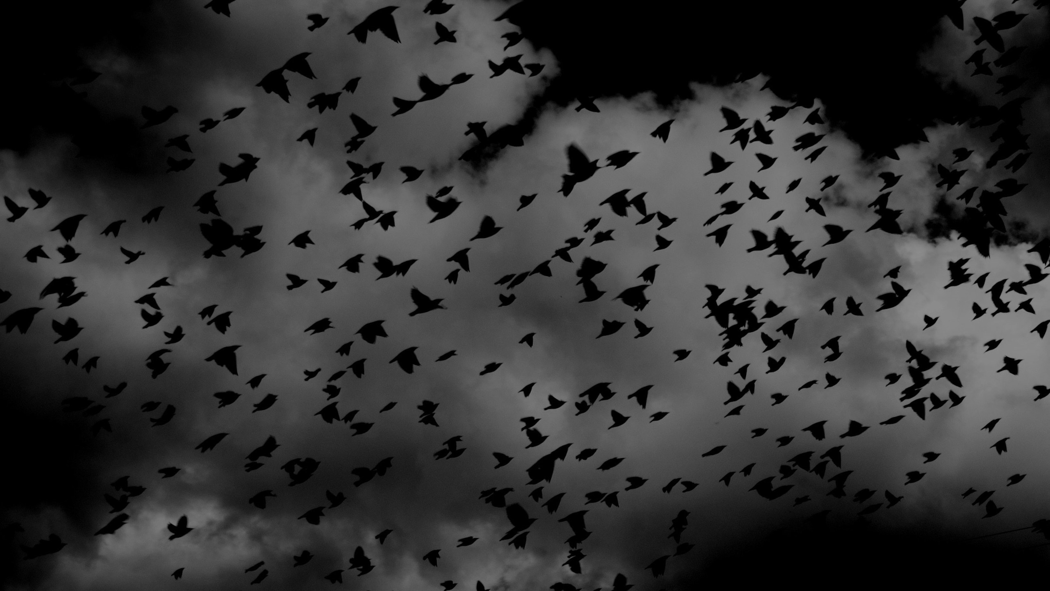 Crow Birds Nature Silhouette Flying Clouds 2048x1152