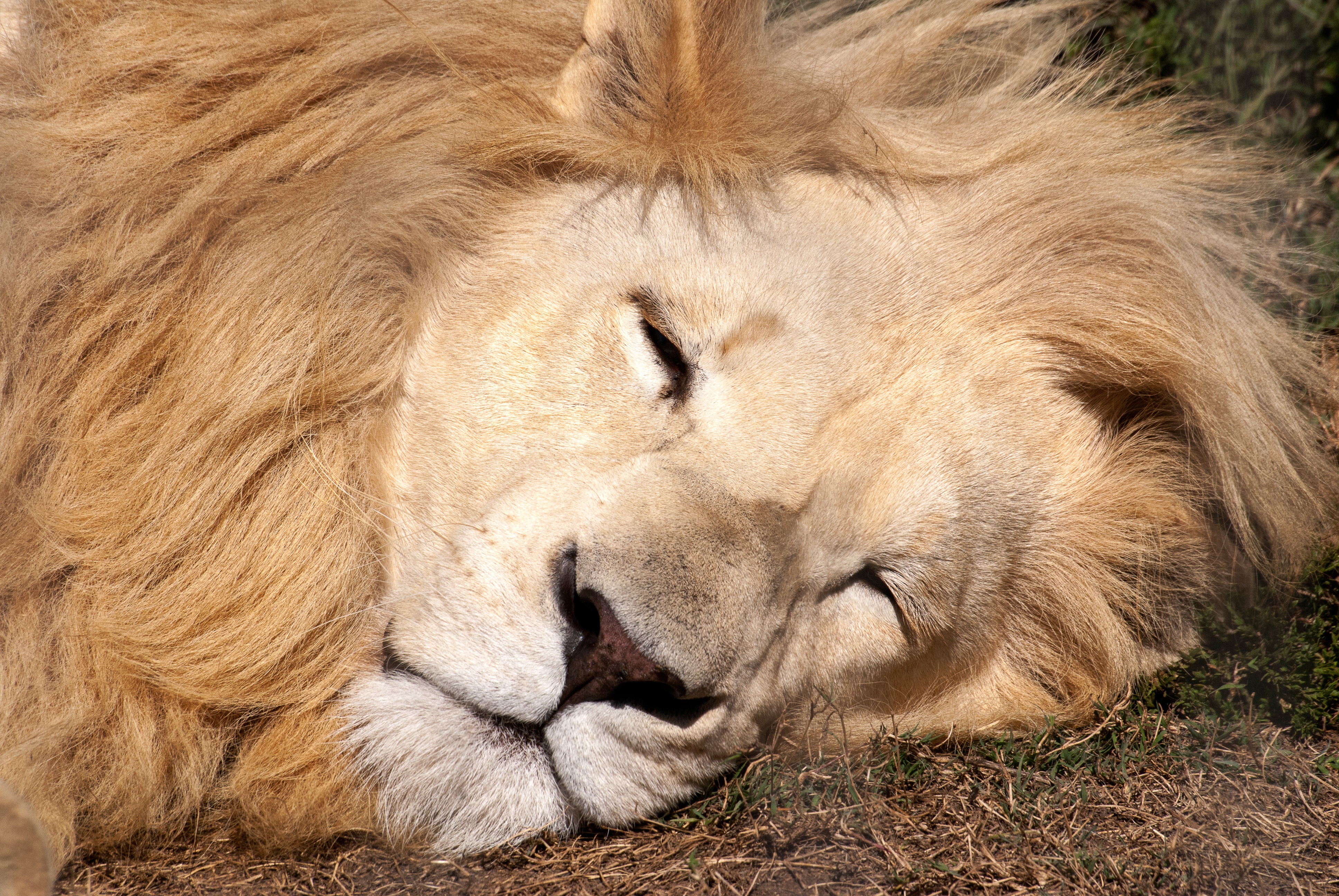 Big Cat Lion Sleeping Wildlife Predator Animal 3872x2592