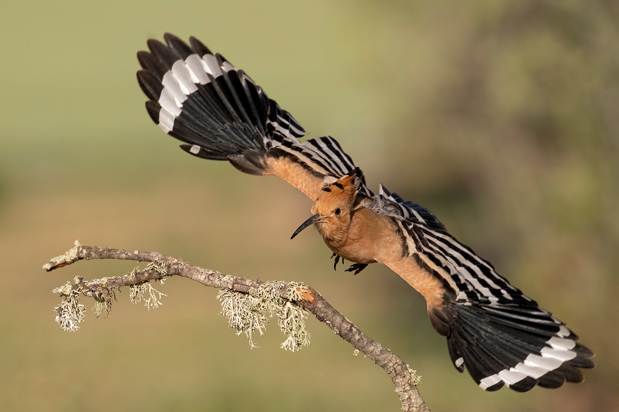 Bird Hoopoe Wildlife 2000x1334