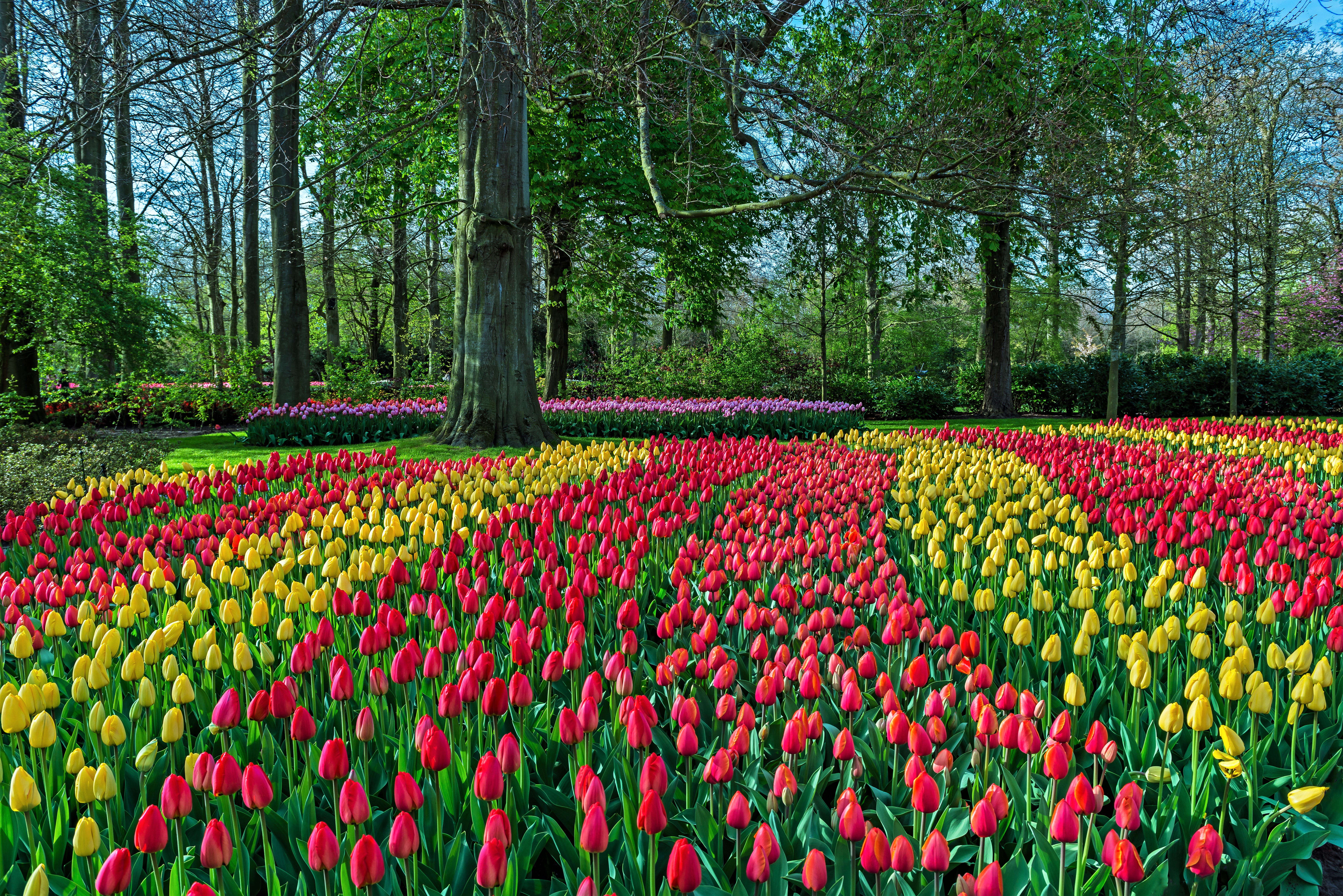 Colorful Flower Park Spring Tulip 7212x4813