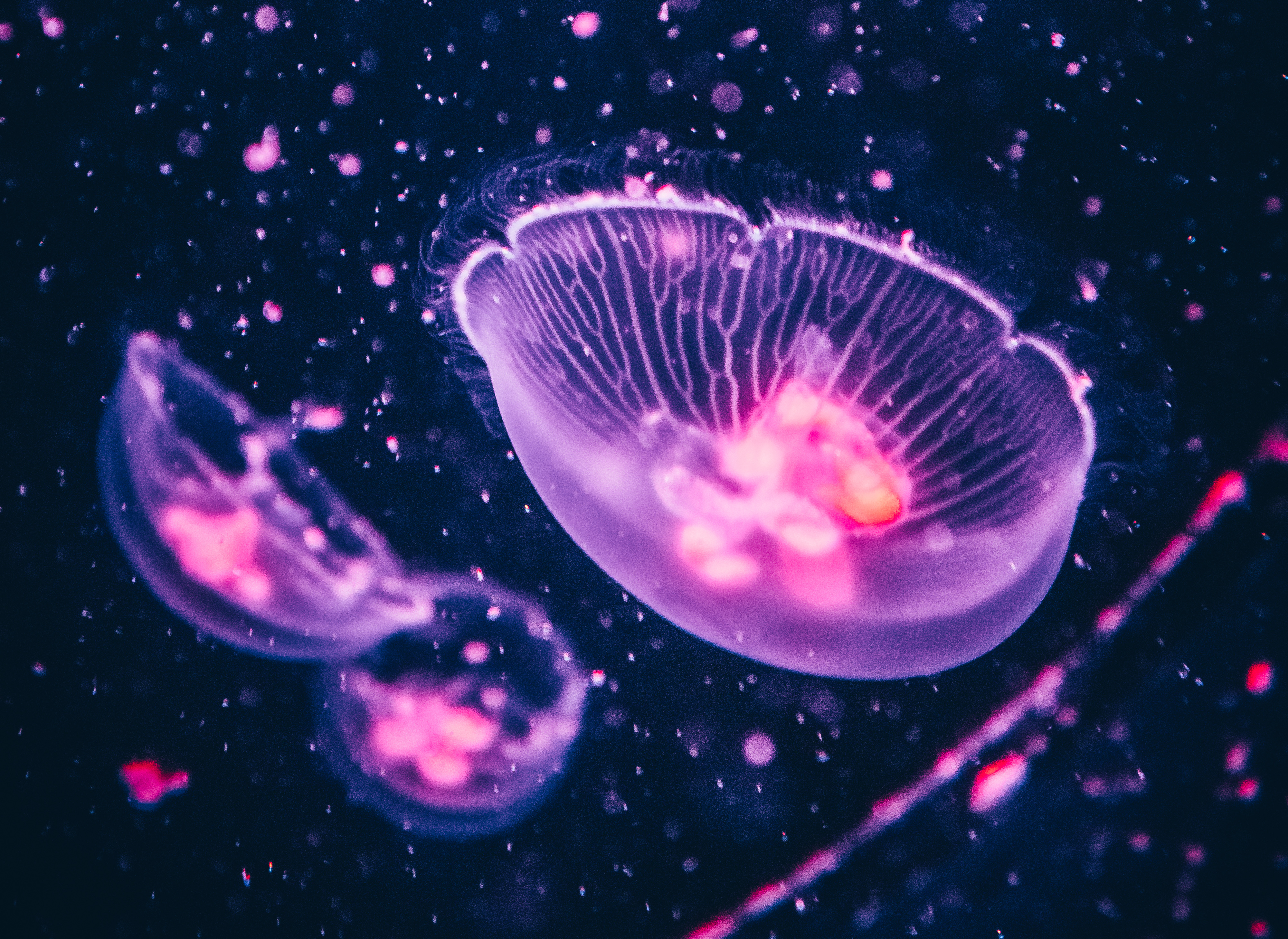 Jellyfish Sea Life 4000x2917