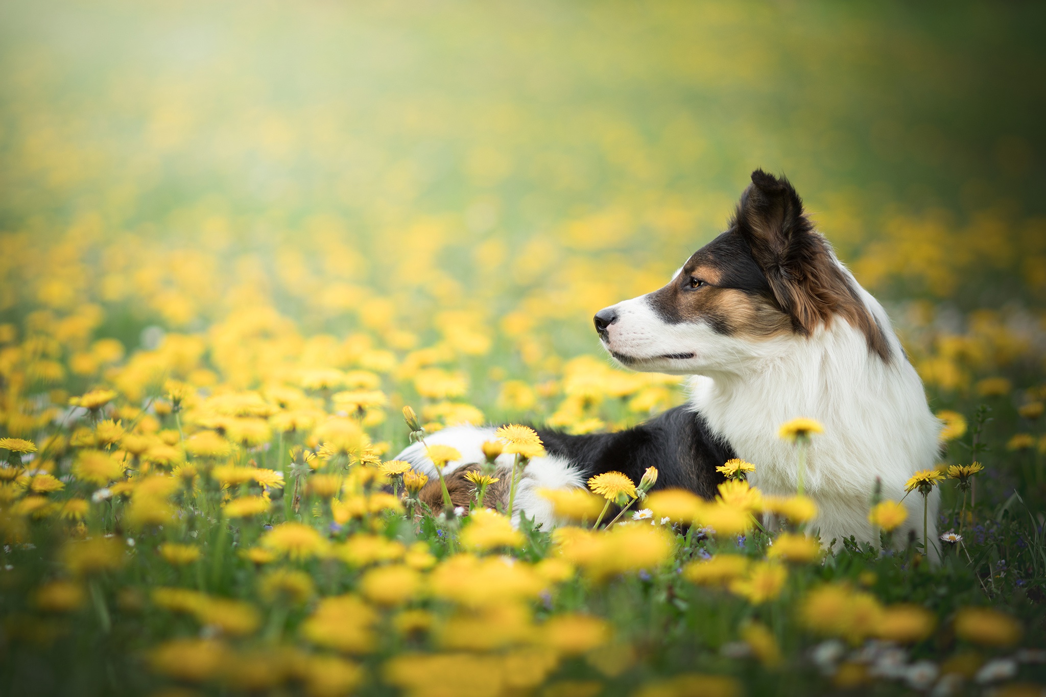 Border Collie Dandelion Depth Of Field Dog Pet 2048x1365