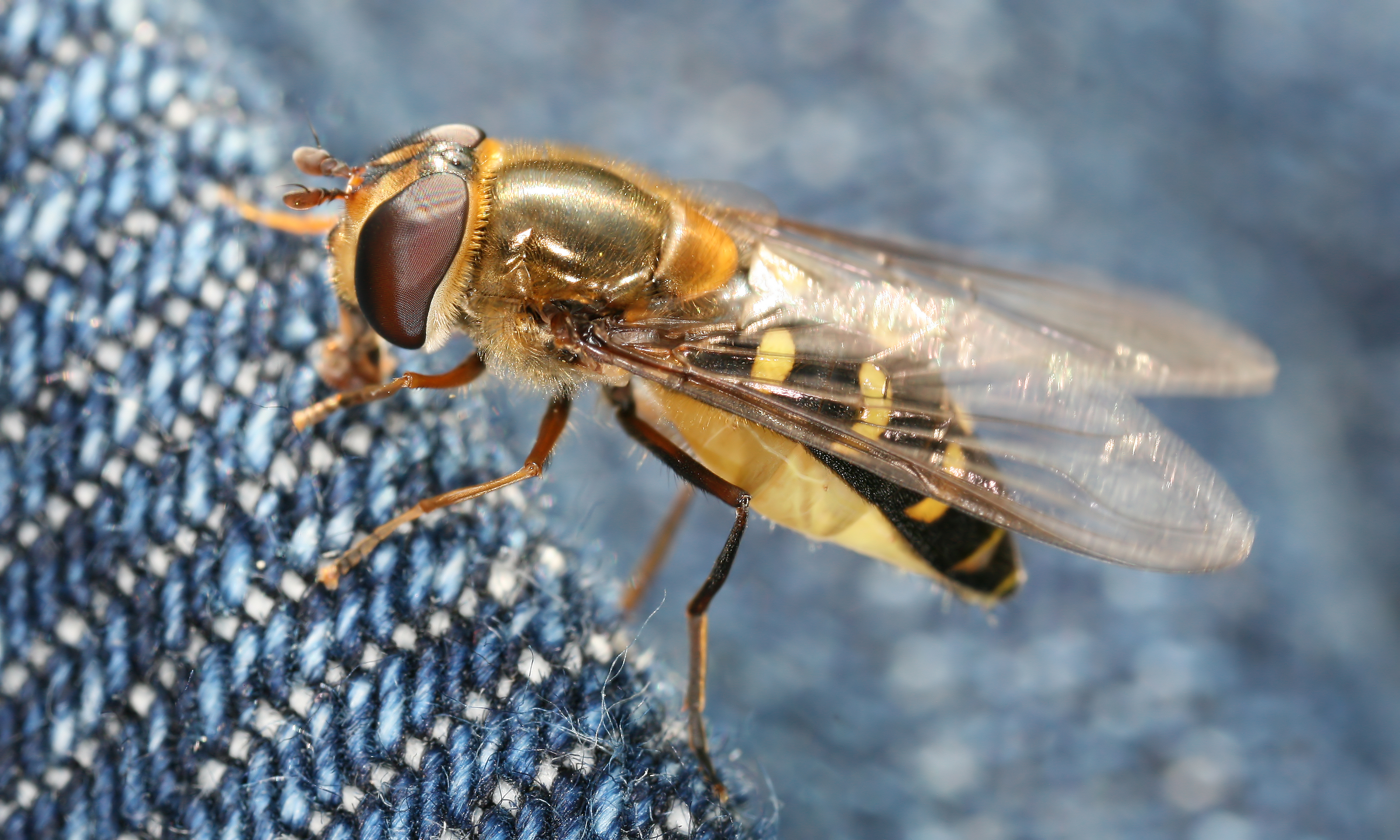 Animal Hoverfly 3200x1920