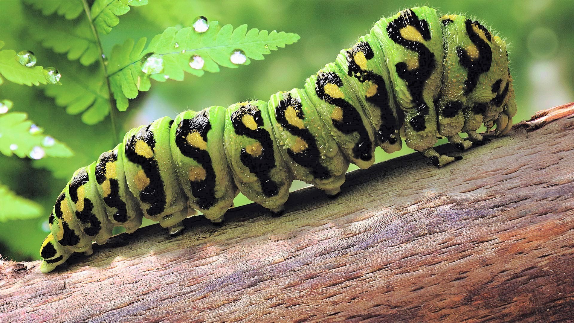 Animal Caterpillar Green Insect 1920x1080