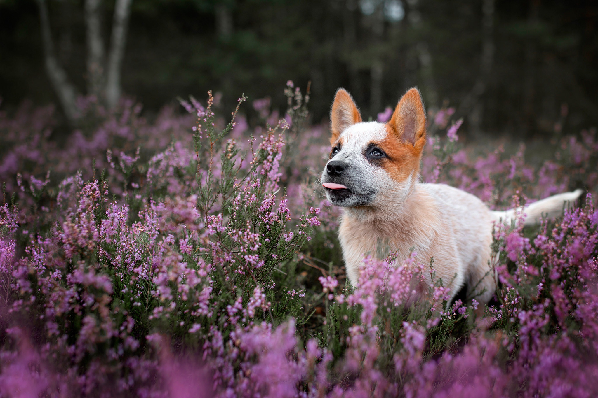 Baby Animal Dog Flower Heather Nature Pet Puppy 2048x1365