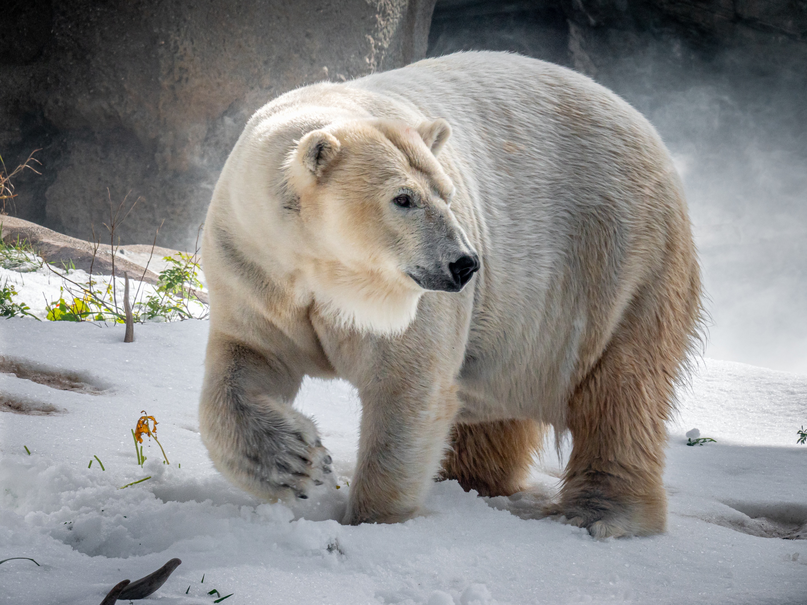 Polar Bear Wildlife Winter Predator Animal 2828x2121