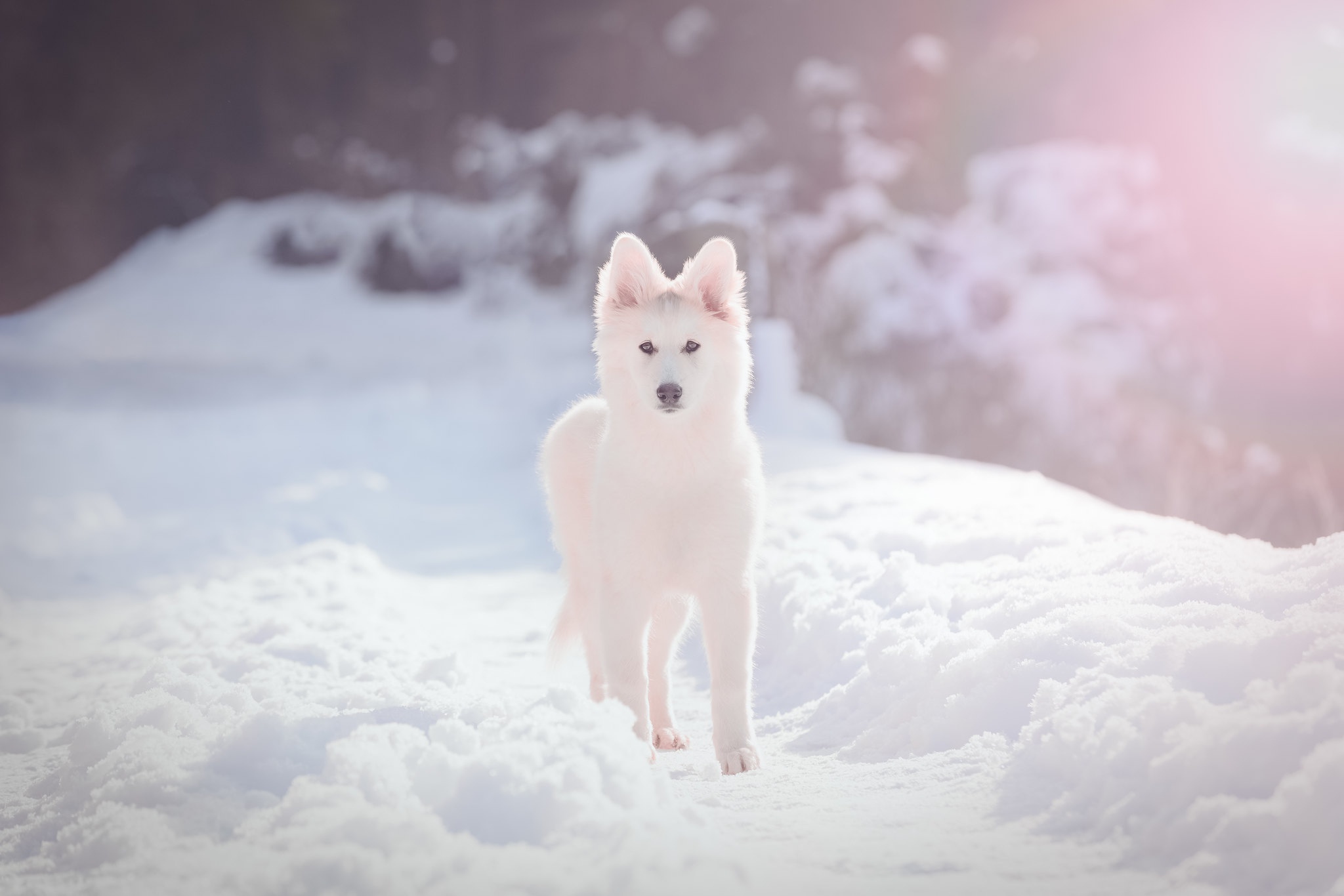 Depth Of Field Dog Pet Puppy Snow Swiss Shepherd Winter 2048x1366
