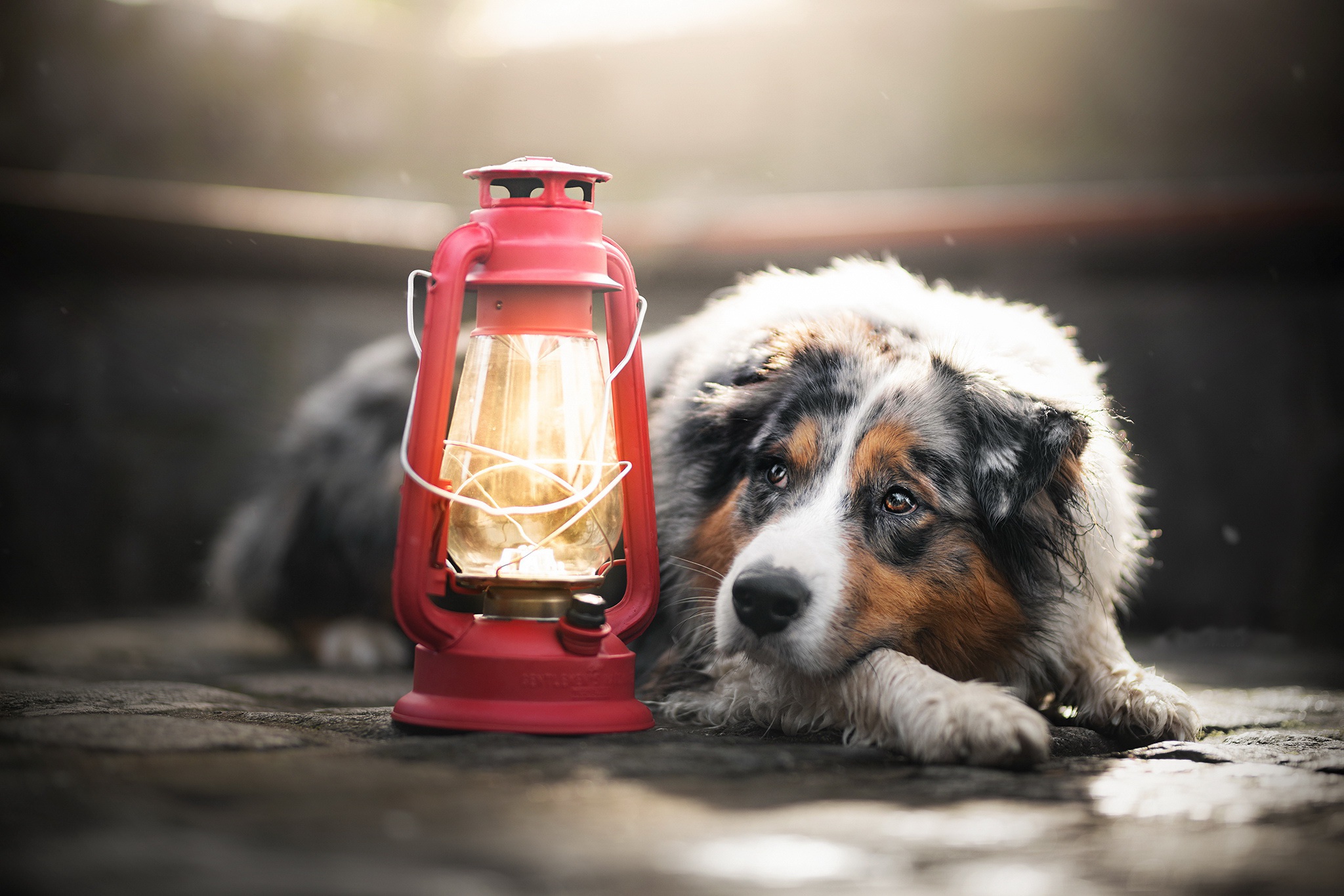 Australian Shepherd Dog Lantern Pet 2048x1365