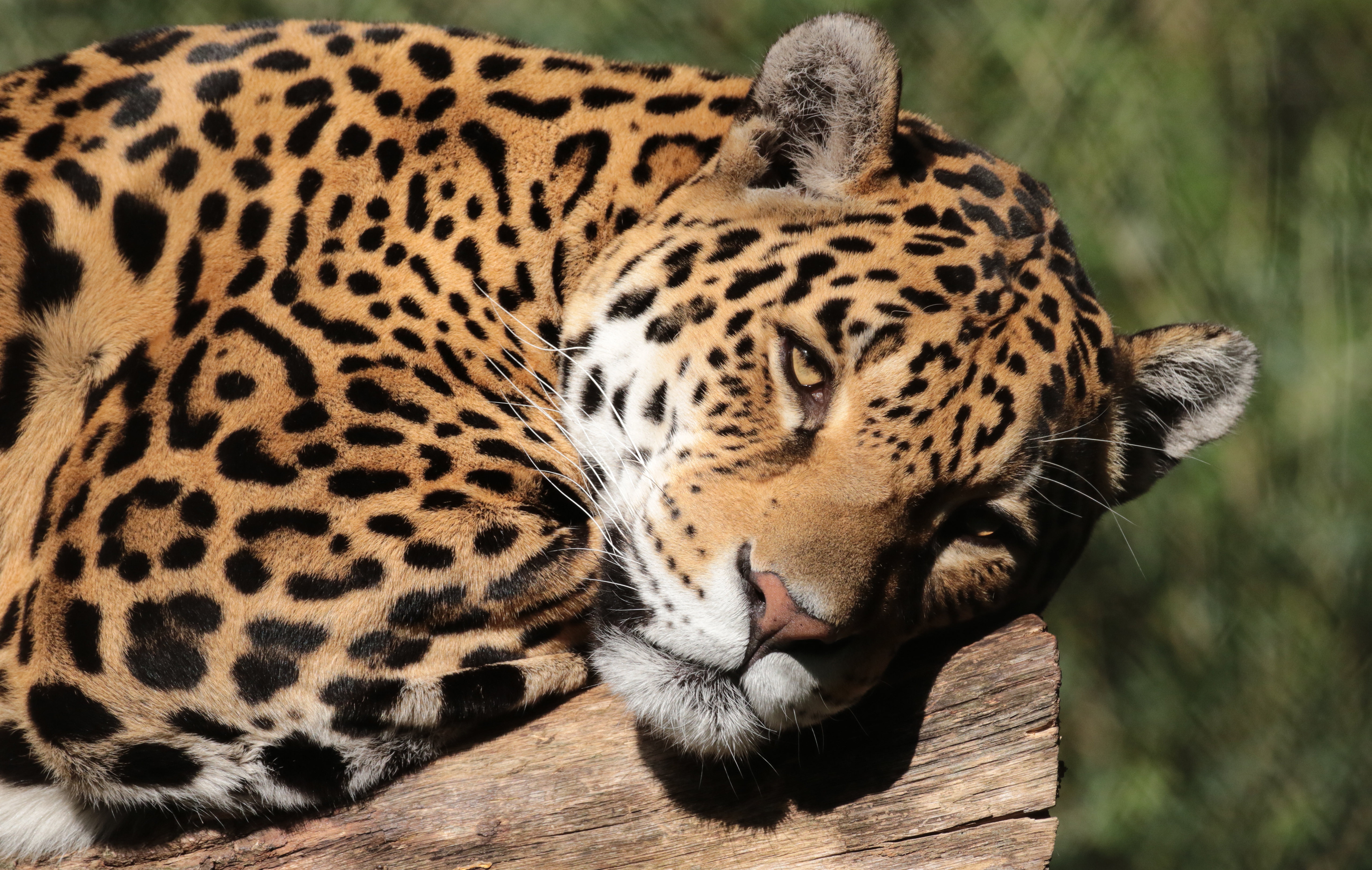 Big Cat Jaguar Wildlife Predator Animal 5120x3246