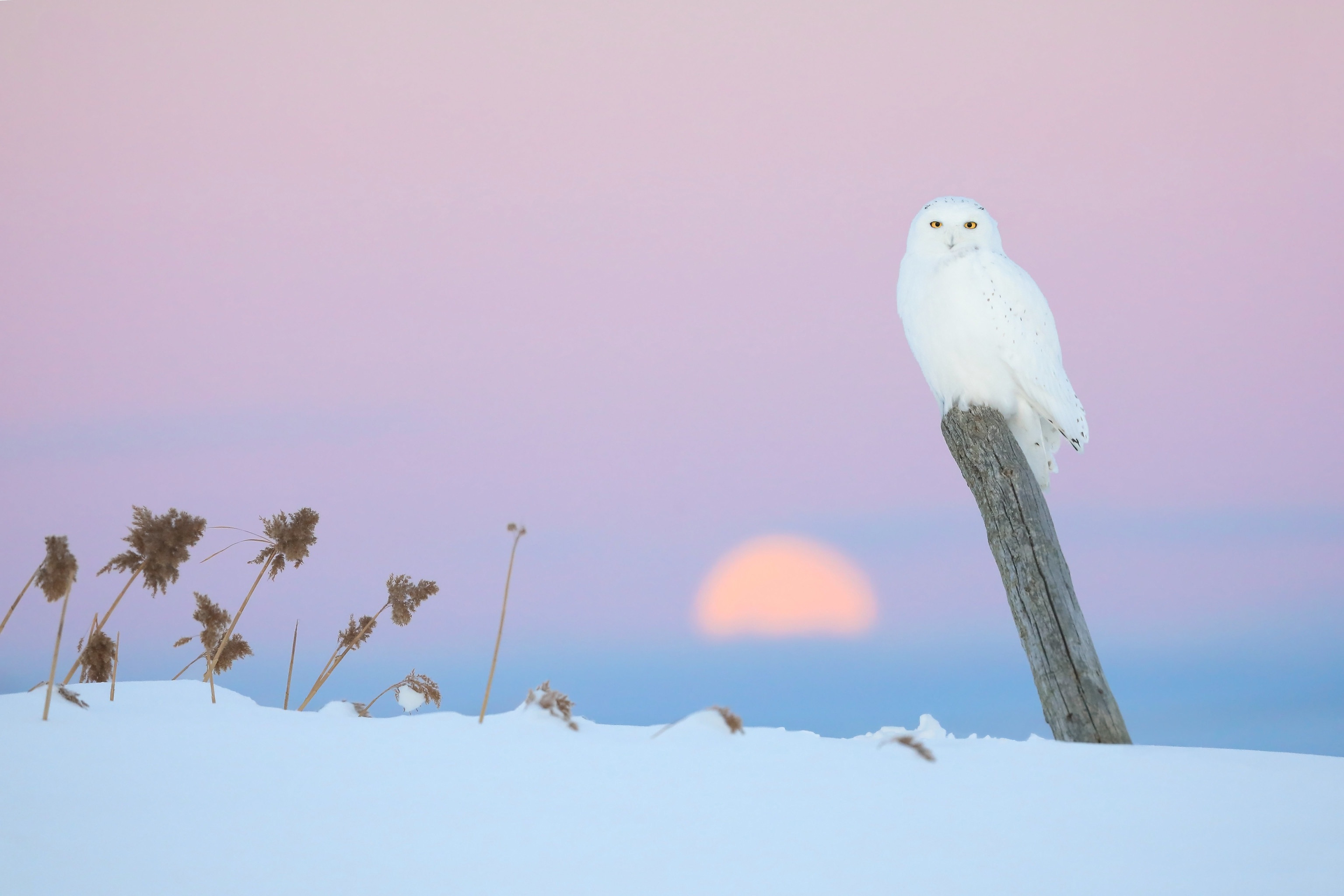 Bird Owl Snow Snowy Owl Wildlife Winter 3072x2048