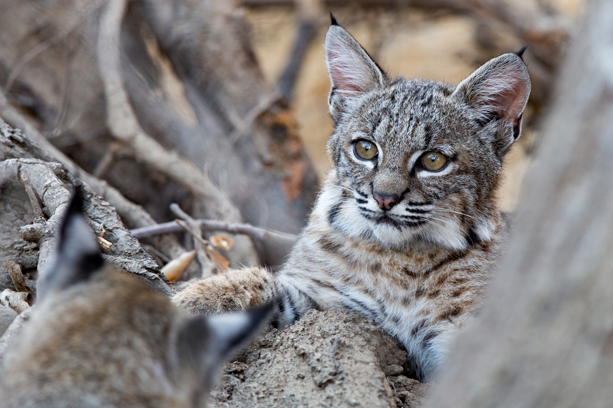 Big Cat Lynx Wildlife 2048x1365