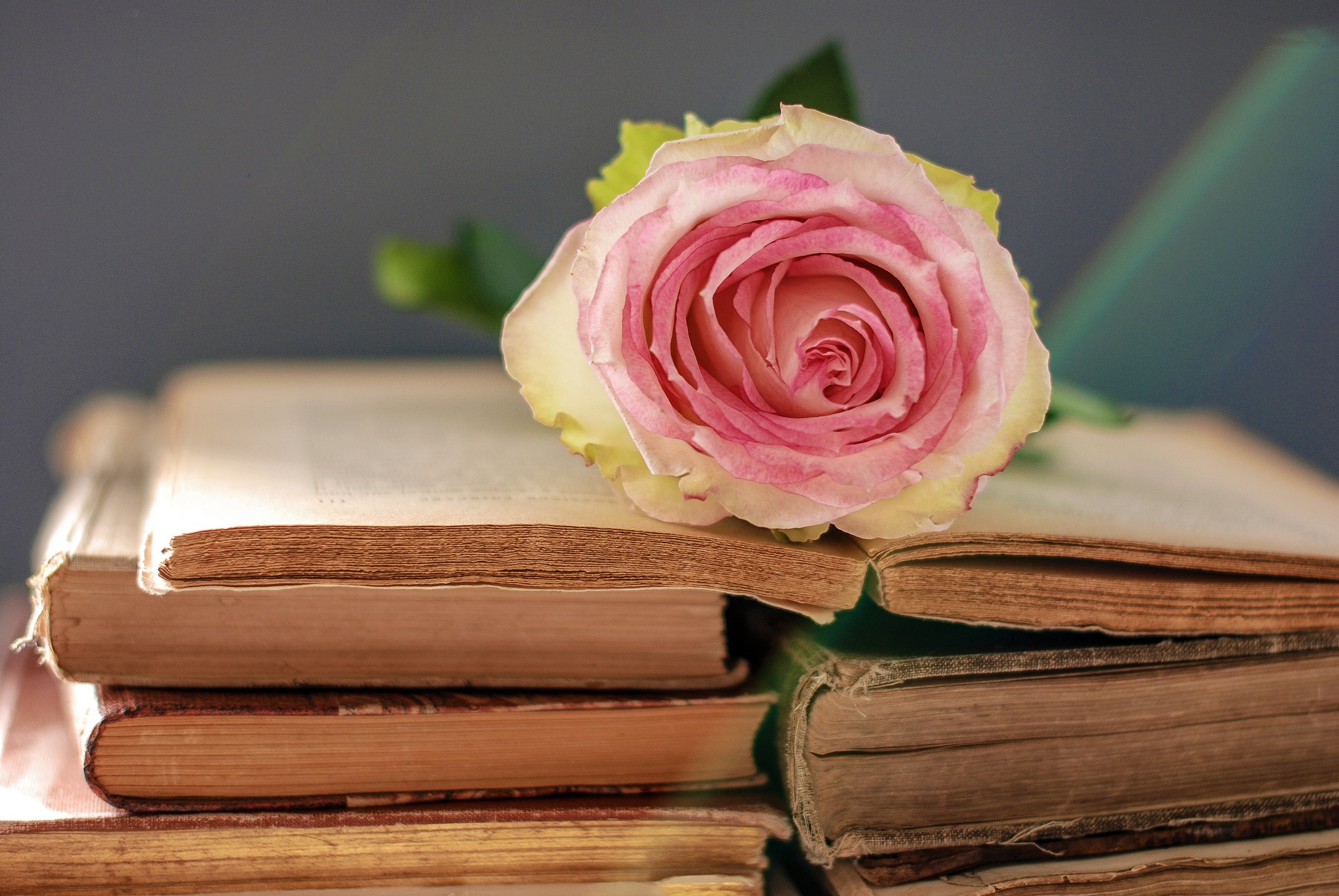 Book Pink Rose Rose Still Life 2048x1371