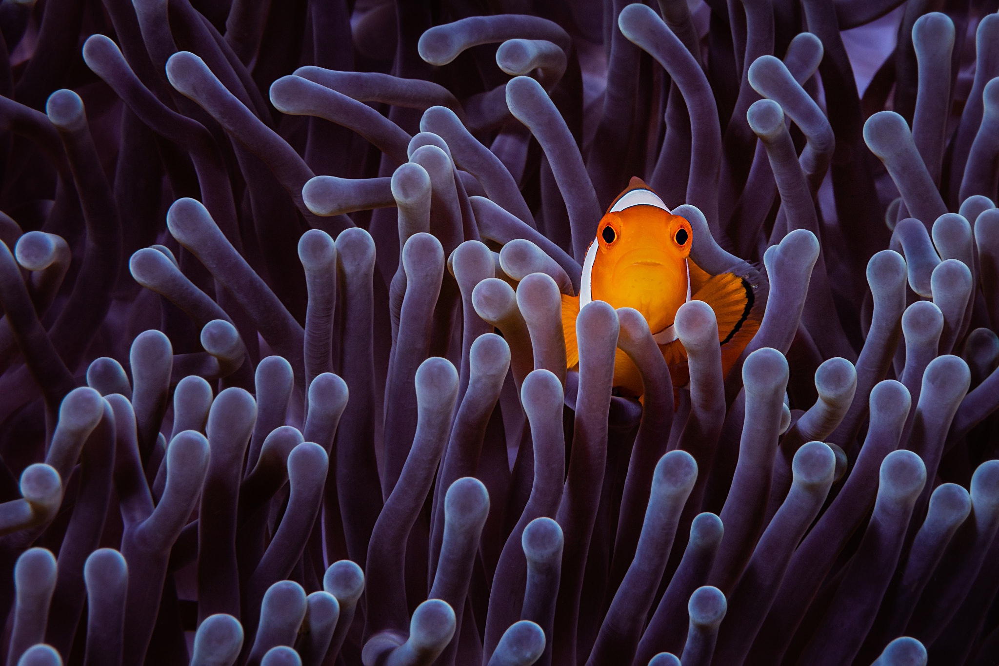 Clownfish Fish Sea Life 2048x1366