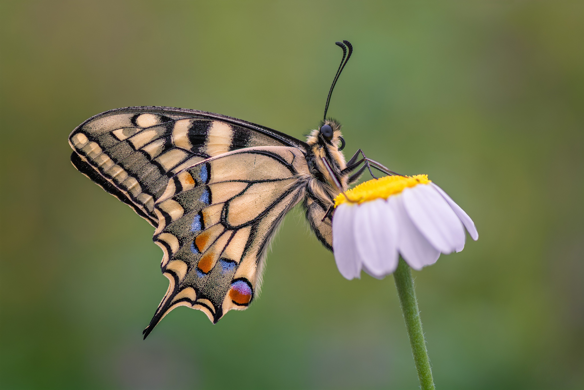 Butterfly Flower Insect Macro 2048x1366