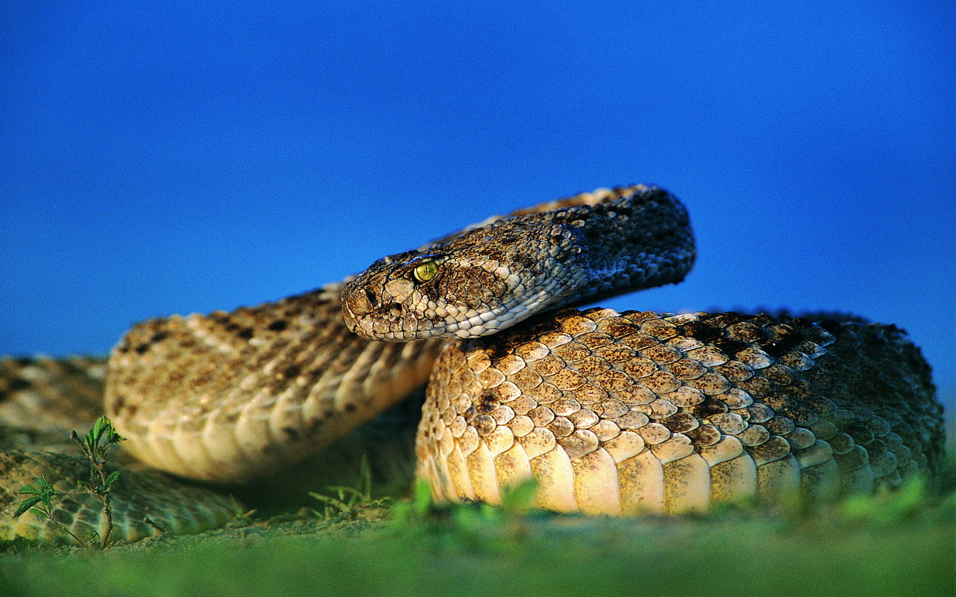 Animal Snake 1920x1200