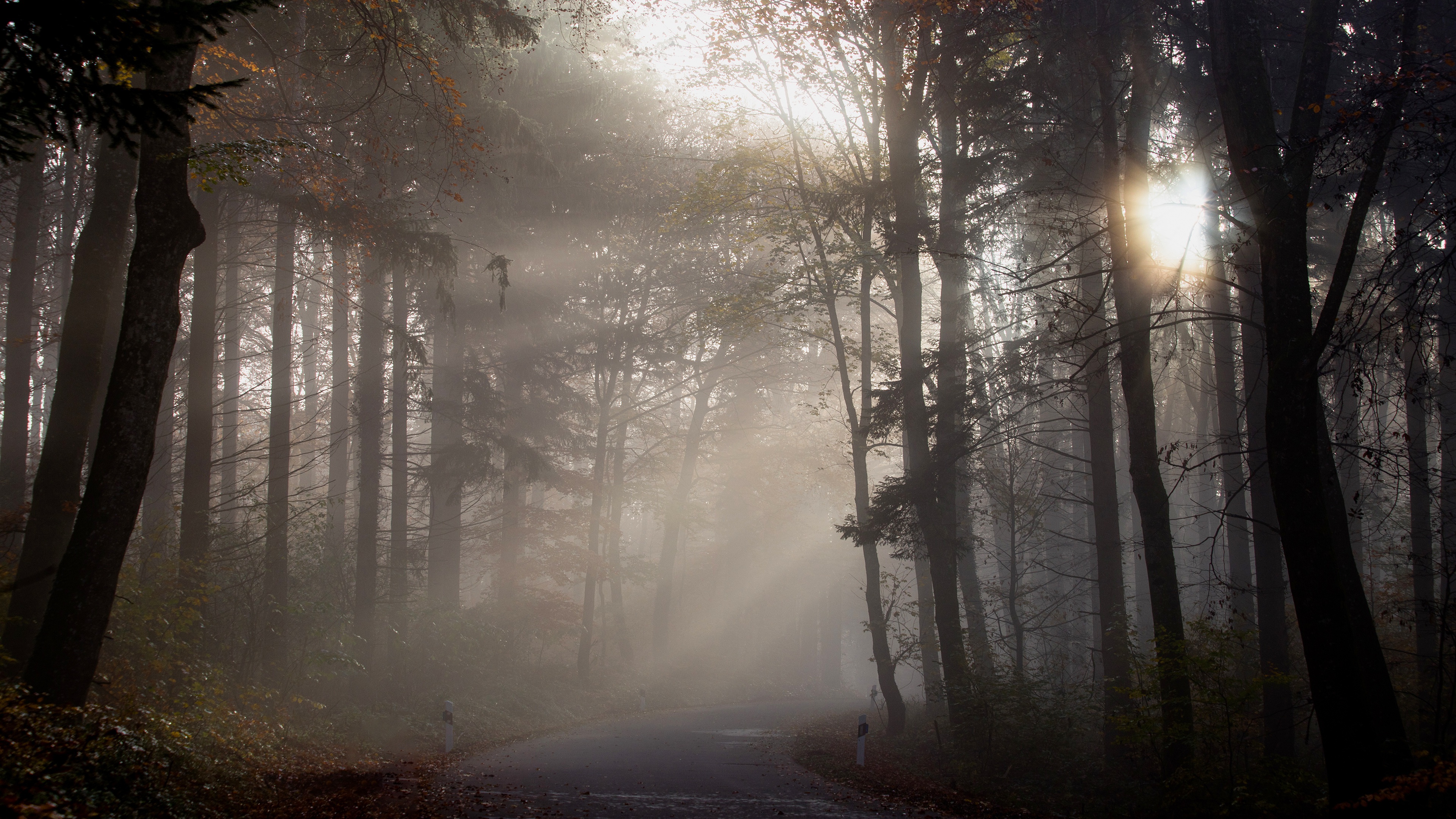 Fall Fog Forest Road Sunbeam Trunk 3840x2160