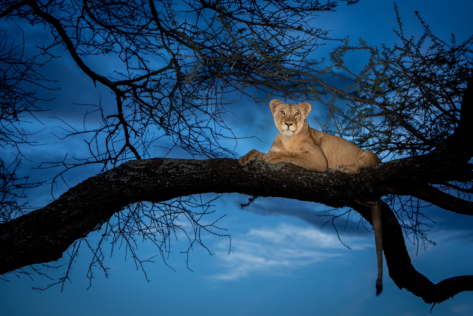 Big Cat Lion Wildlife Predator Animal 2000x1334
