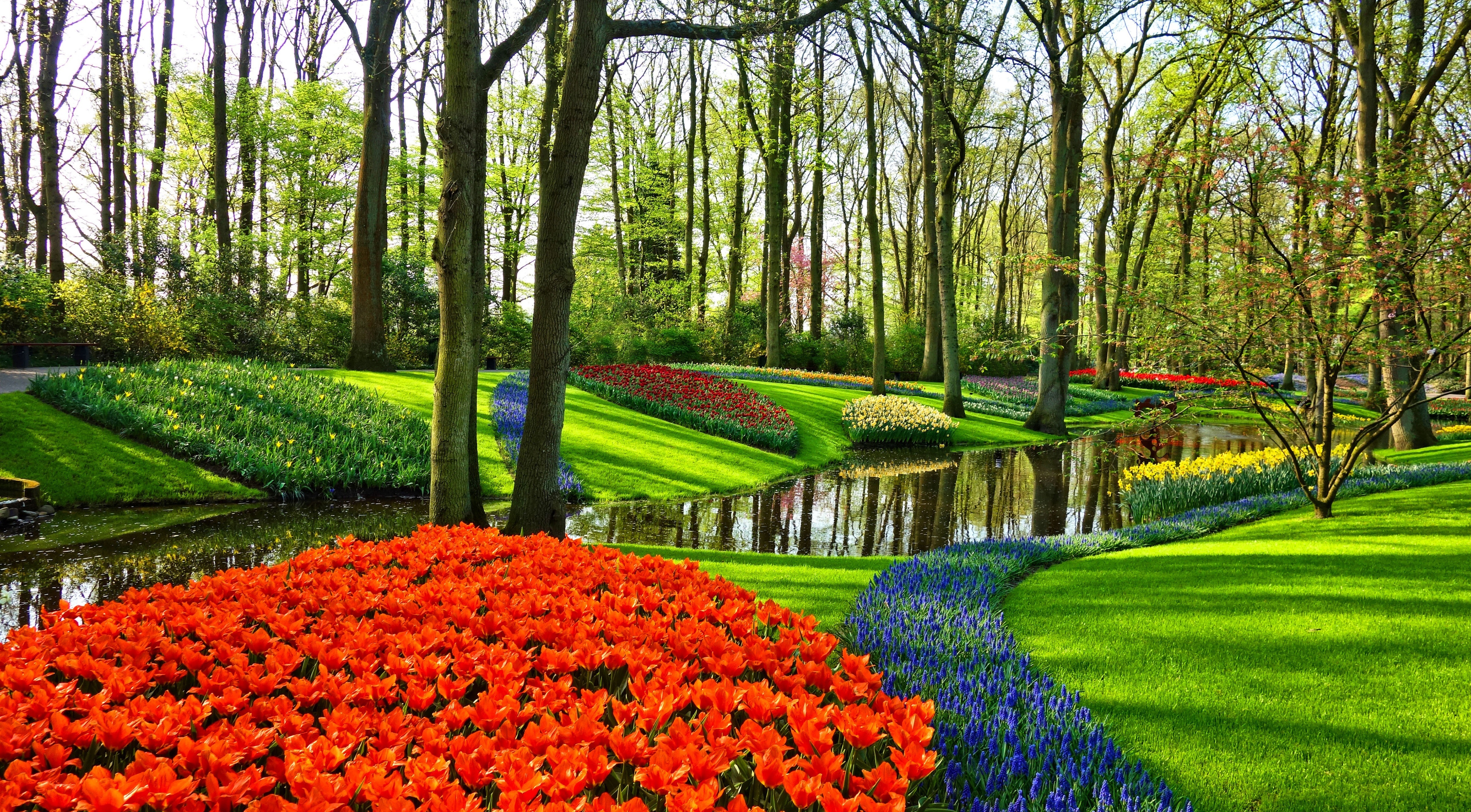 Garden Netherlands Tulip 5120x2830