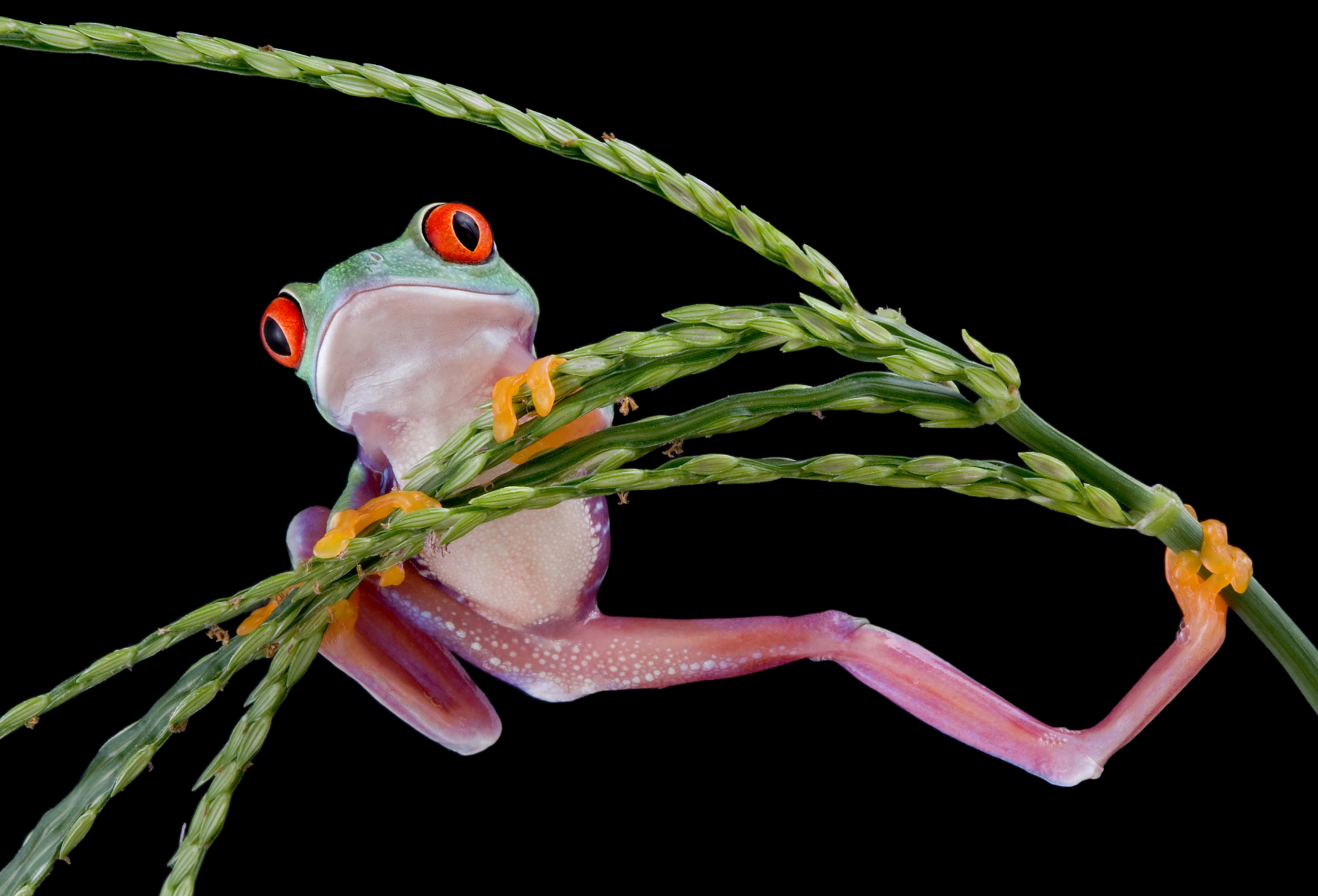 Amphibian Frog Red Eyed Tree Frog Wildlife 3500x2381