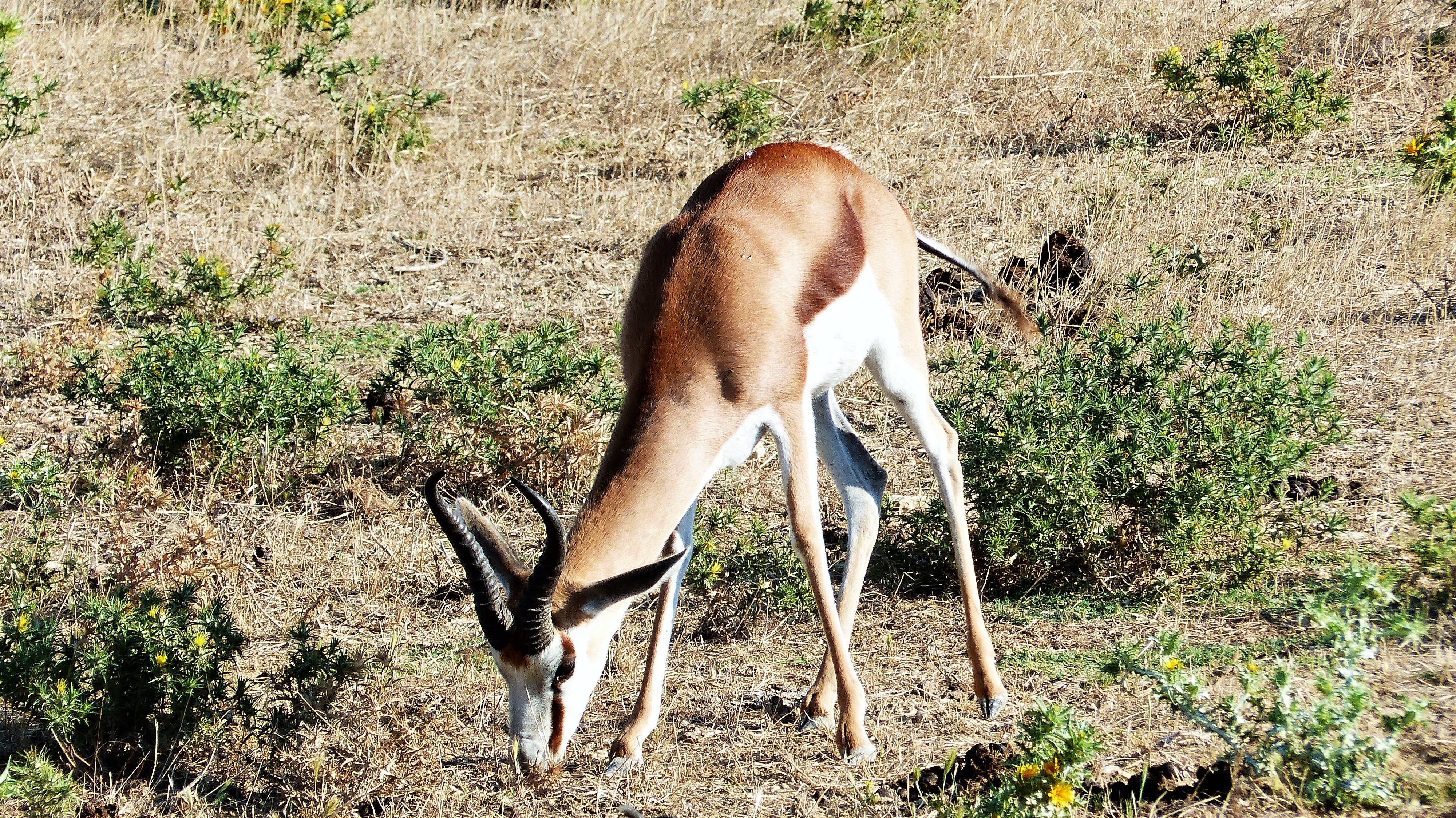 Antelope Wildlife 4000x2248