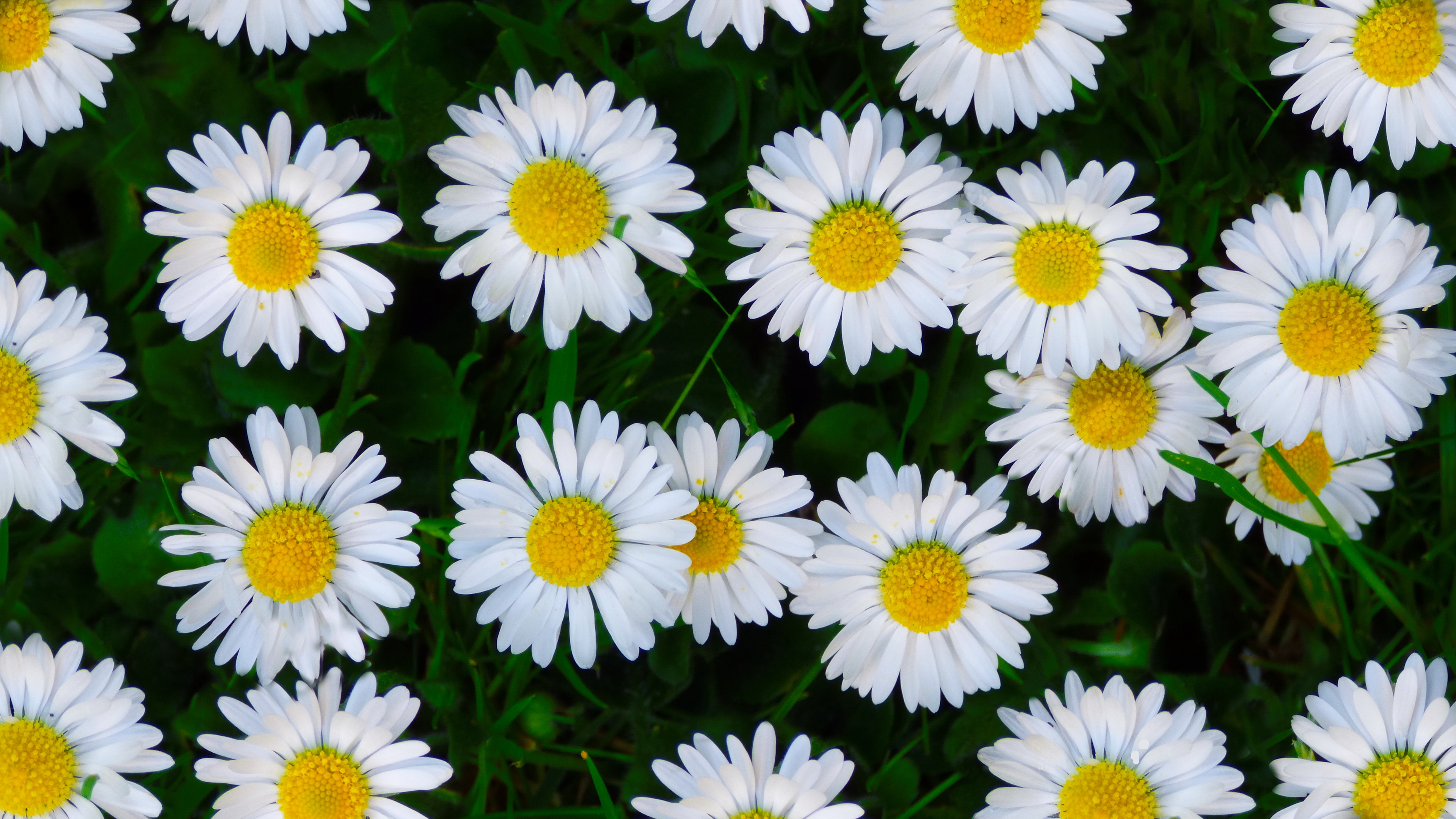 Daisy Flower White Flower 3840x2160