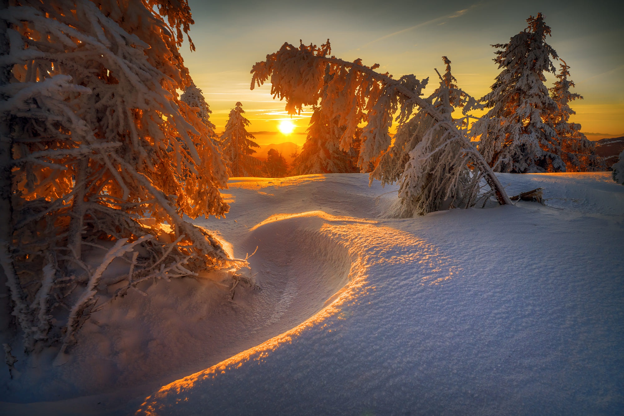 Fir Tree Snow Sunlight Sunset Winter 2000x1334