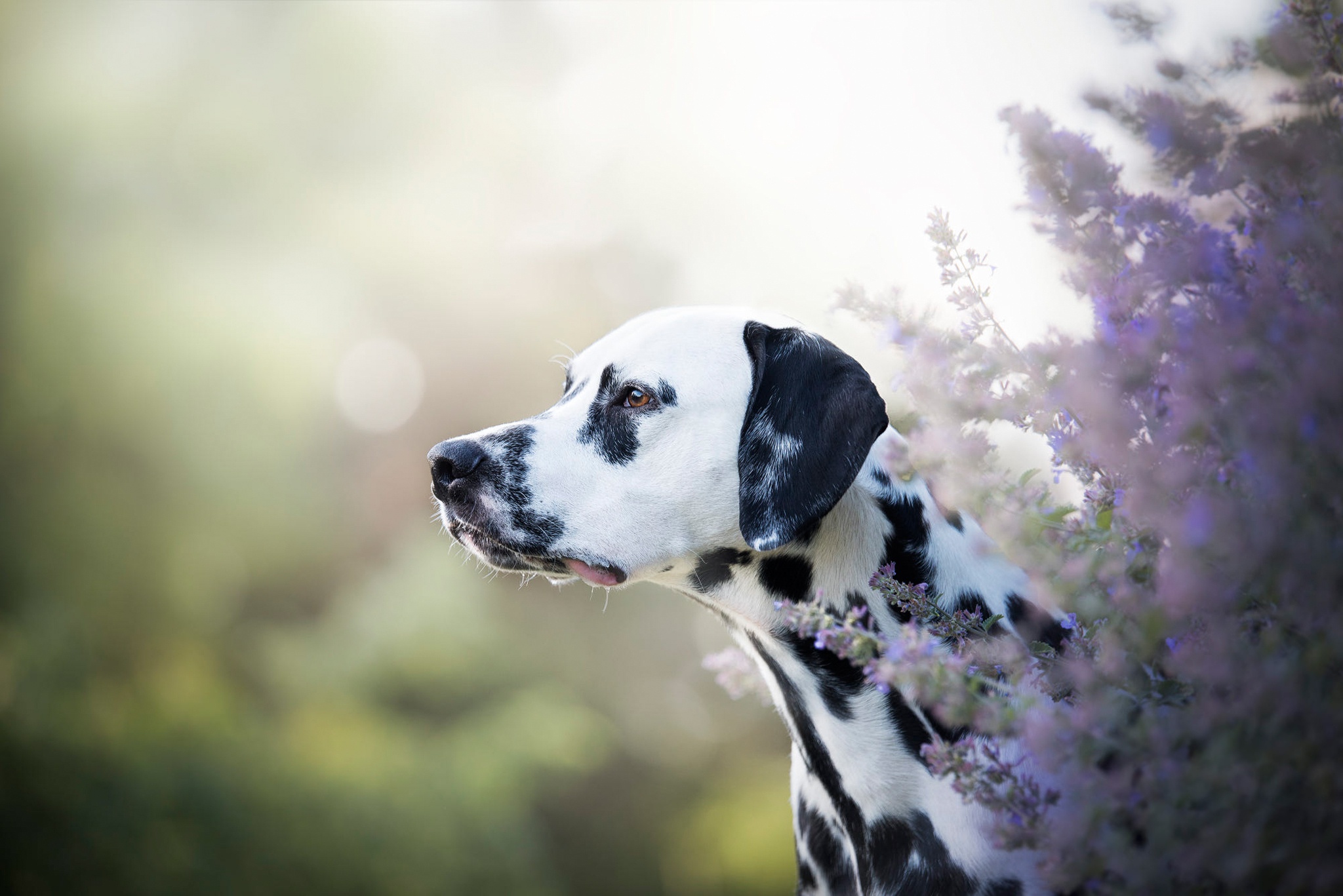 Dalmatian Depth Of Field Dog Pet 2048x1367