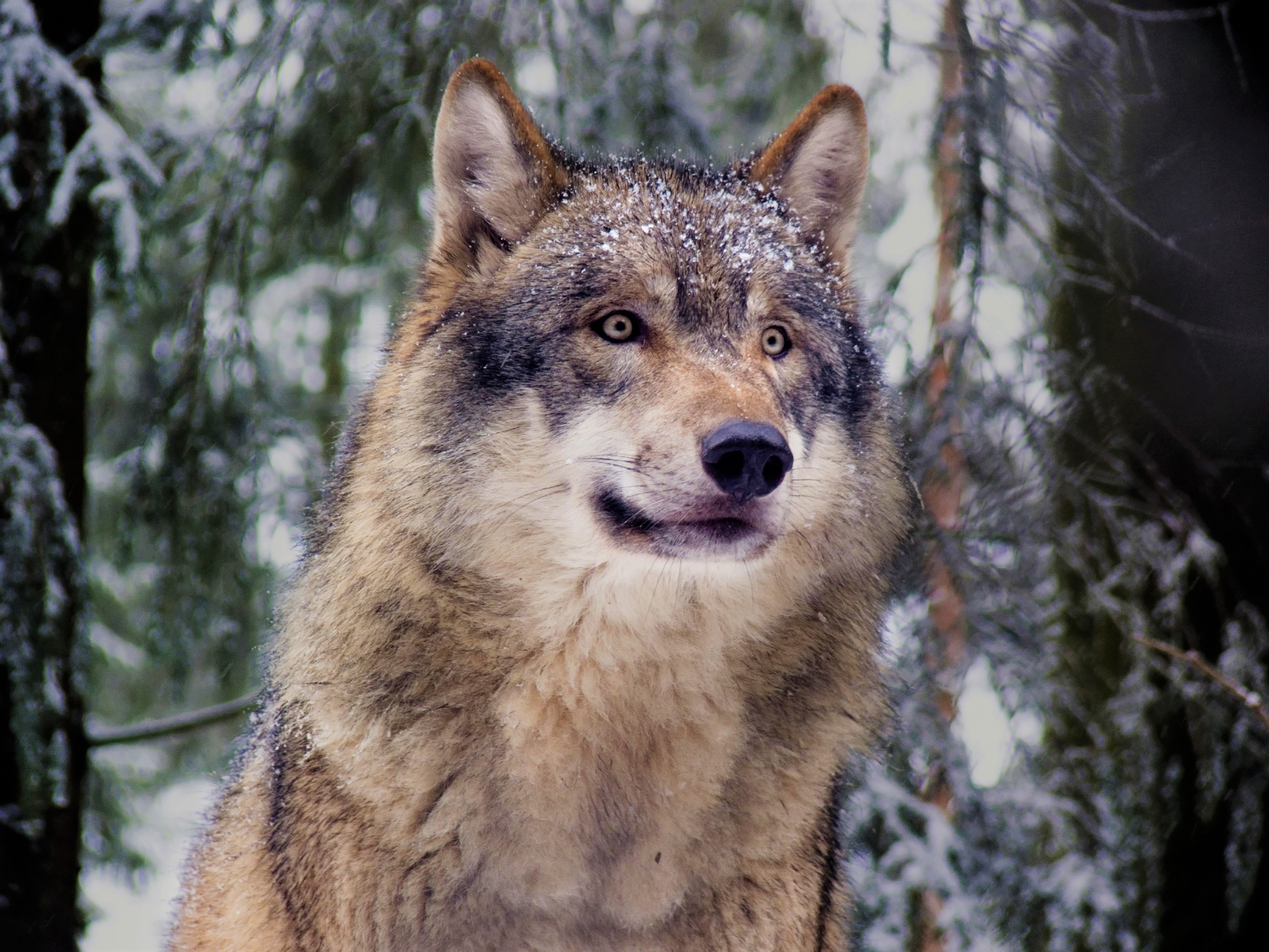 Animal Forest Grey Wolf Snow Winter Wolf 3648x2736