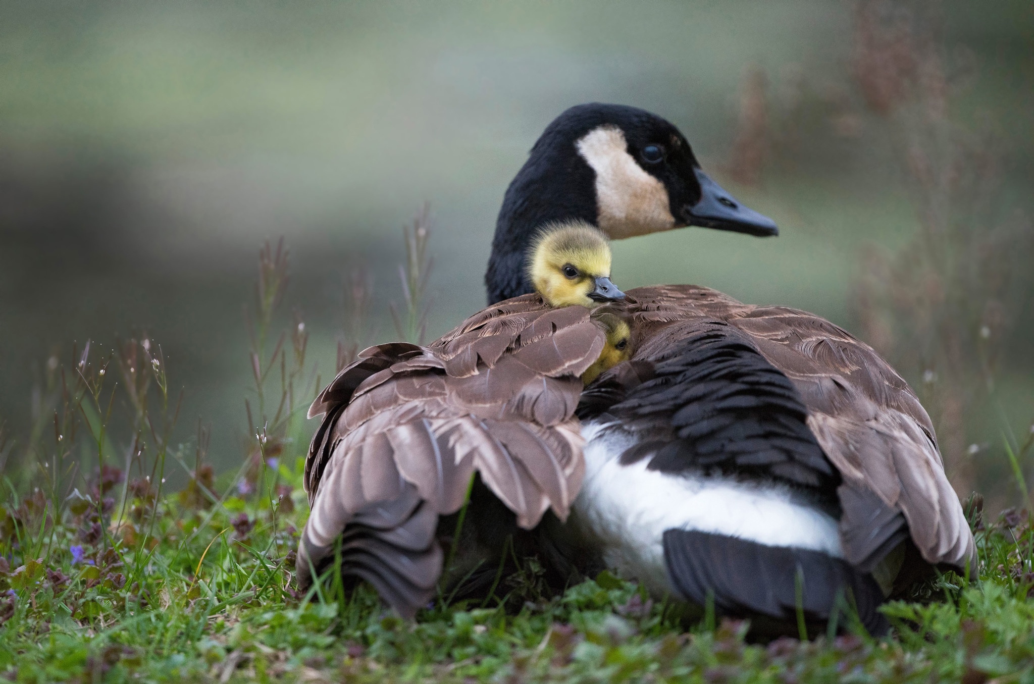 Baby Animal Duckling Wildlife 2048x1355