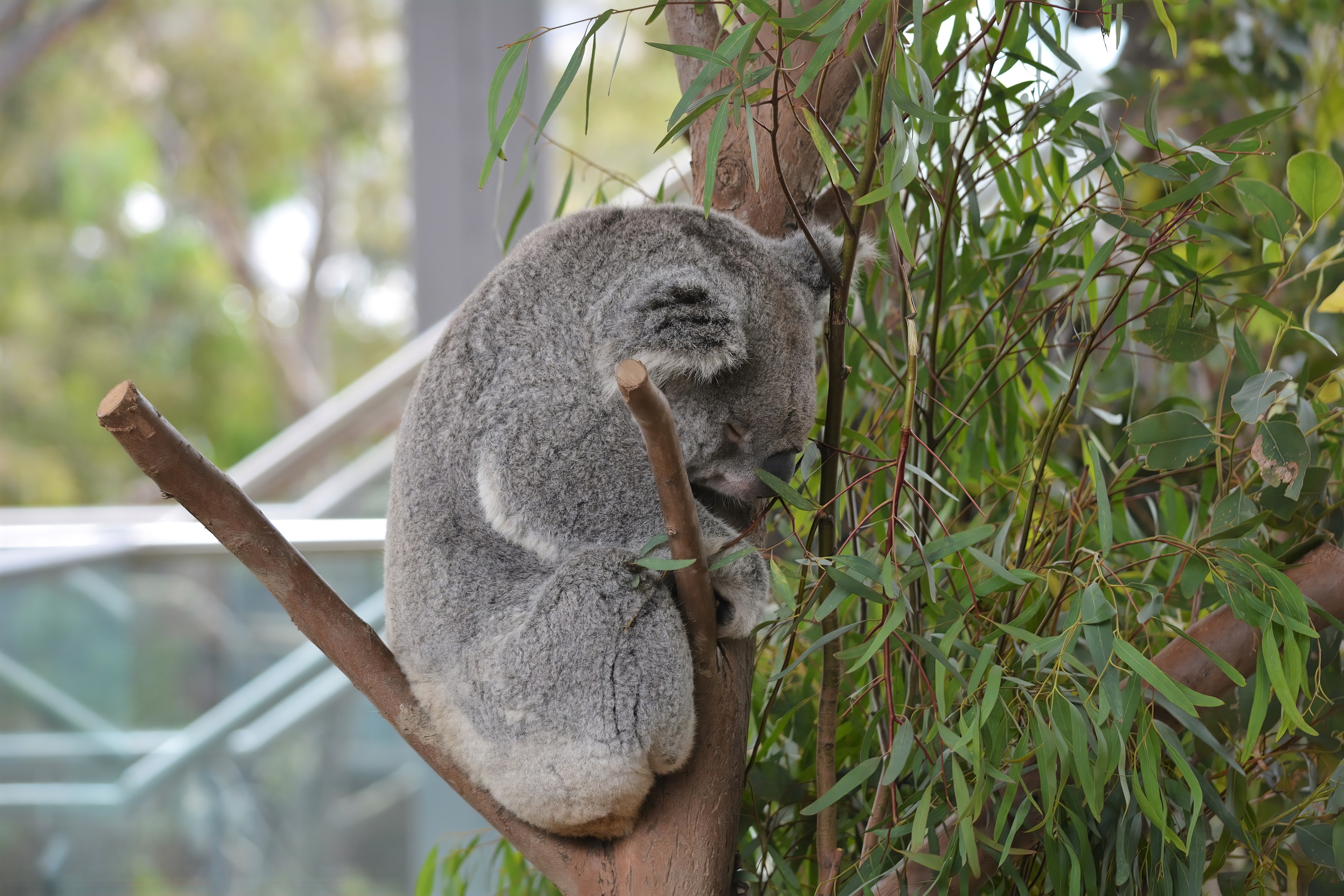 Koala Sleeping Zoo 2880x1920