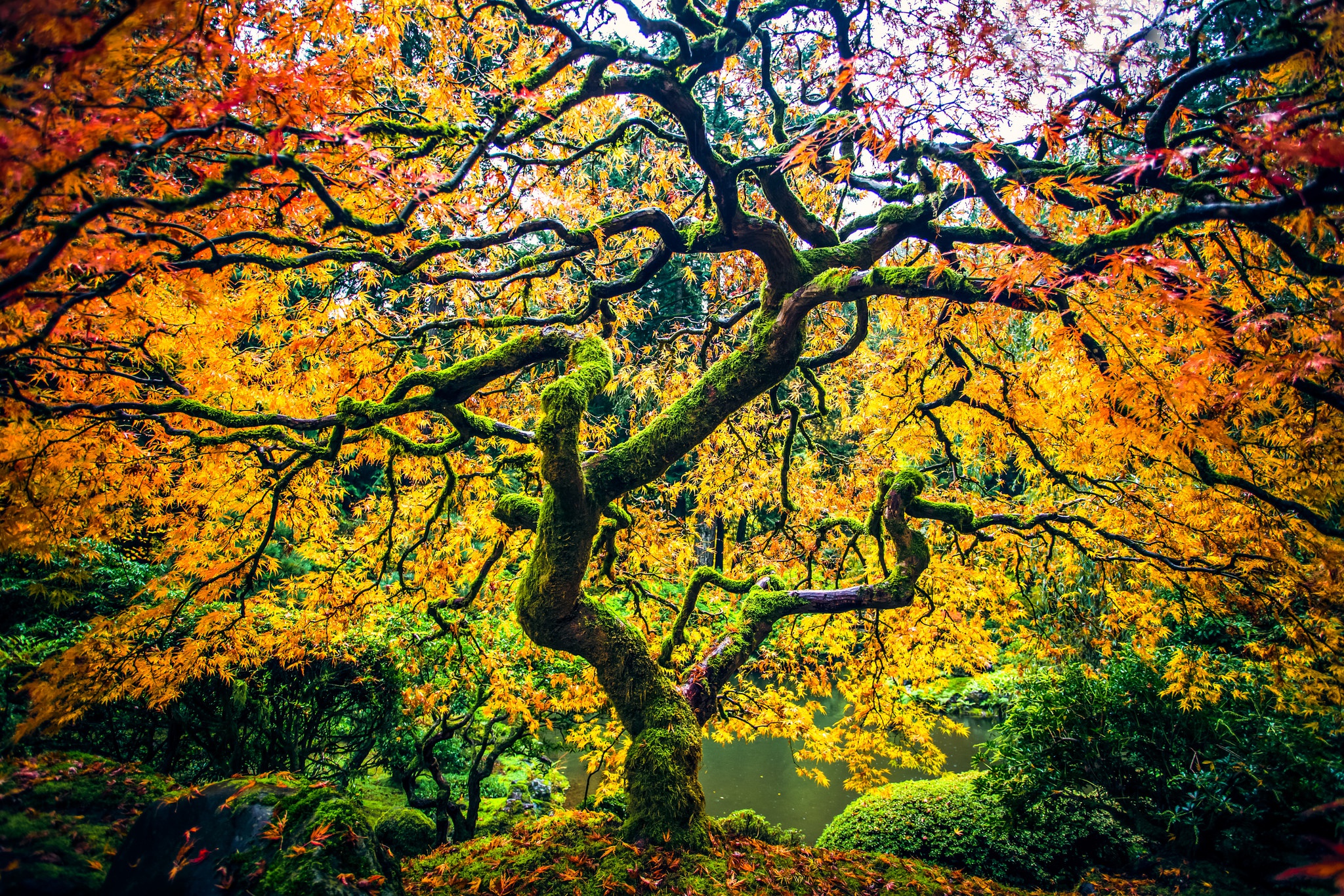 Fall Foliage Nature Tree 2048x1365