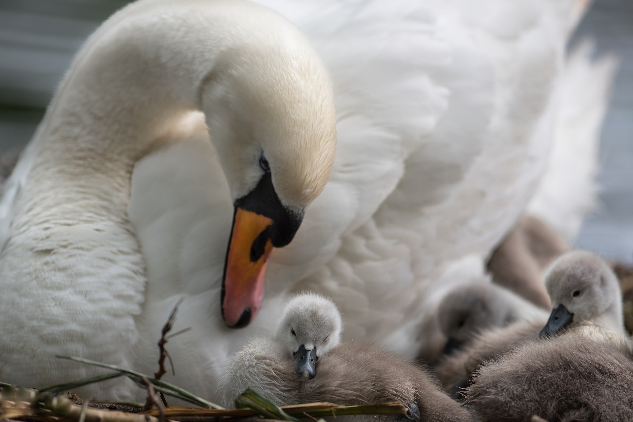 Baby Animal Bird Cygnet Mute Swan Swan Wildlife 2048x1367