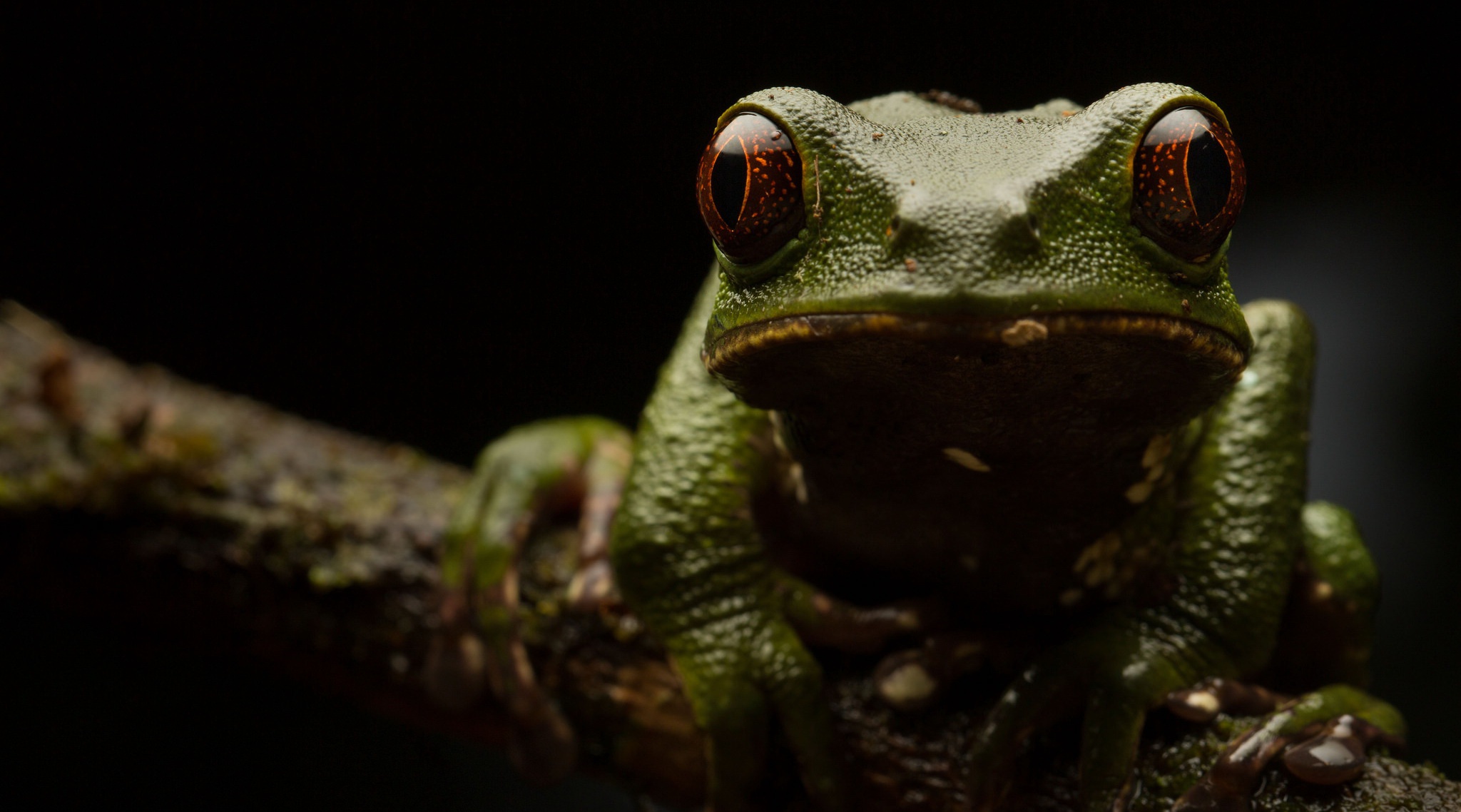 Amphibian Frog Macro Red Eyed Tree Frog Stare Wildlife 2048x1138