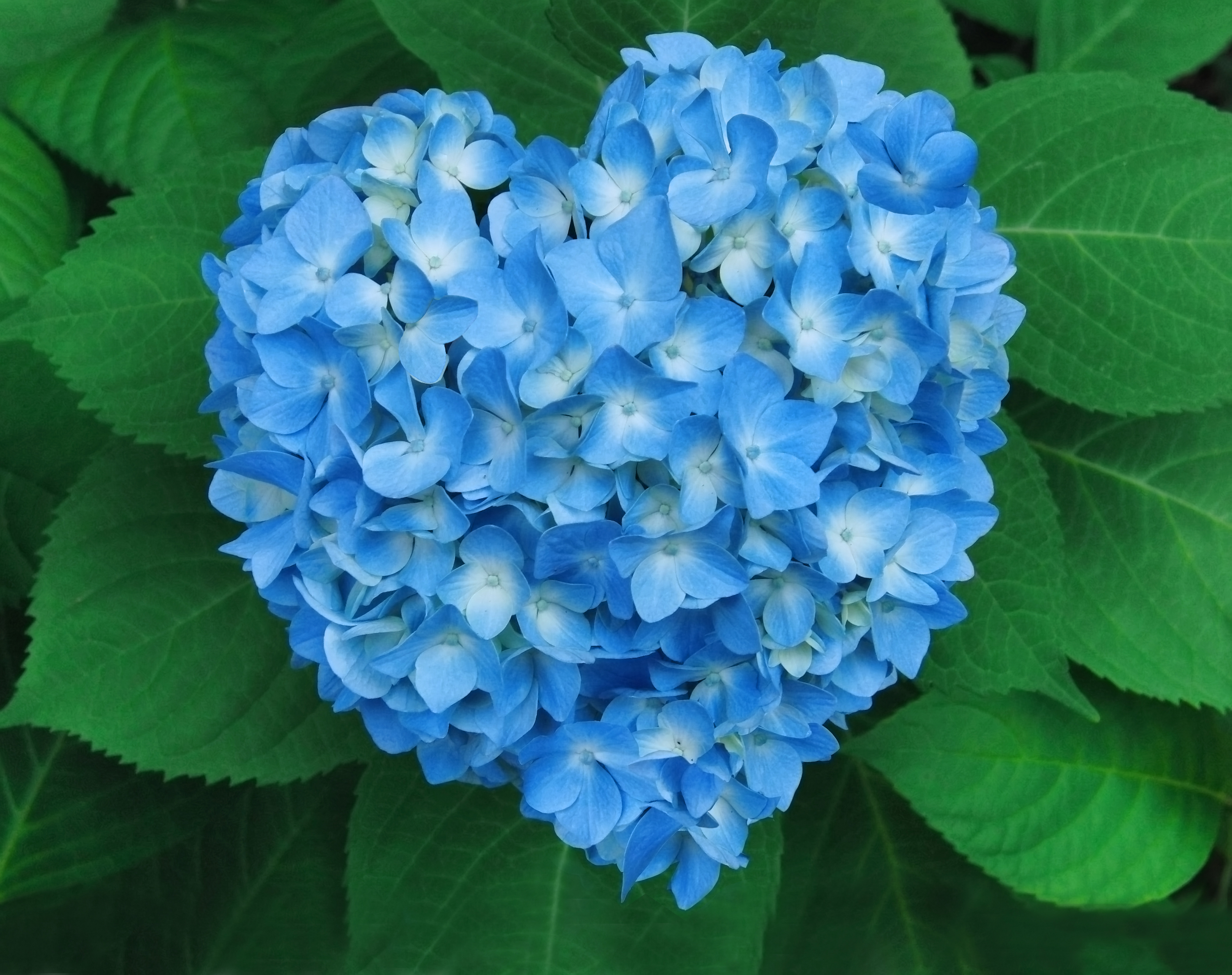 Blue Flower Flower Heart Hydrangea 3000x2375