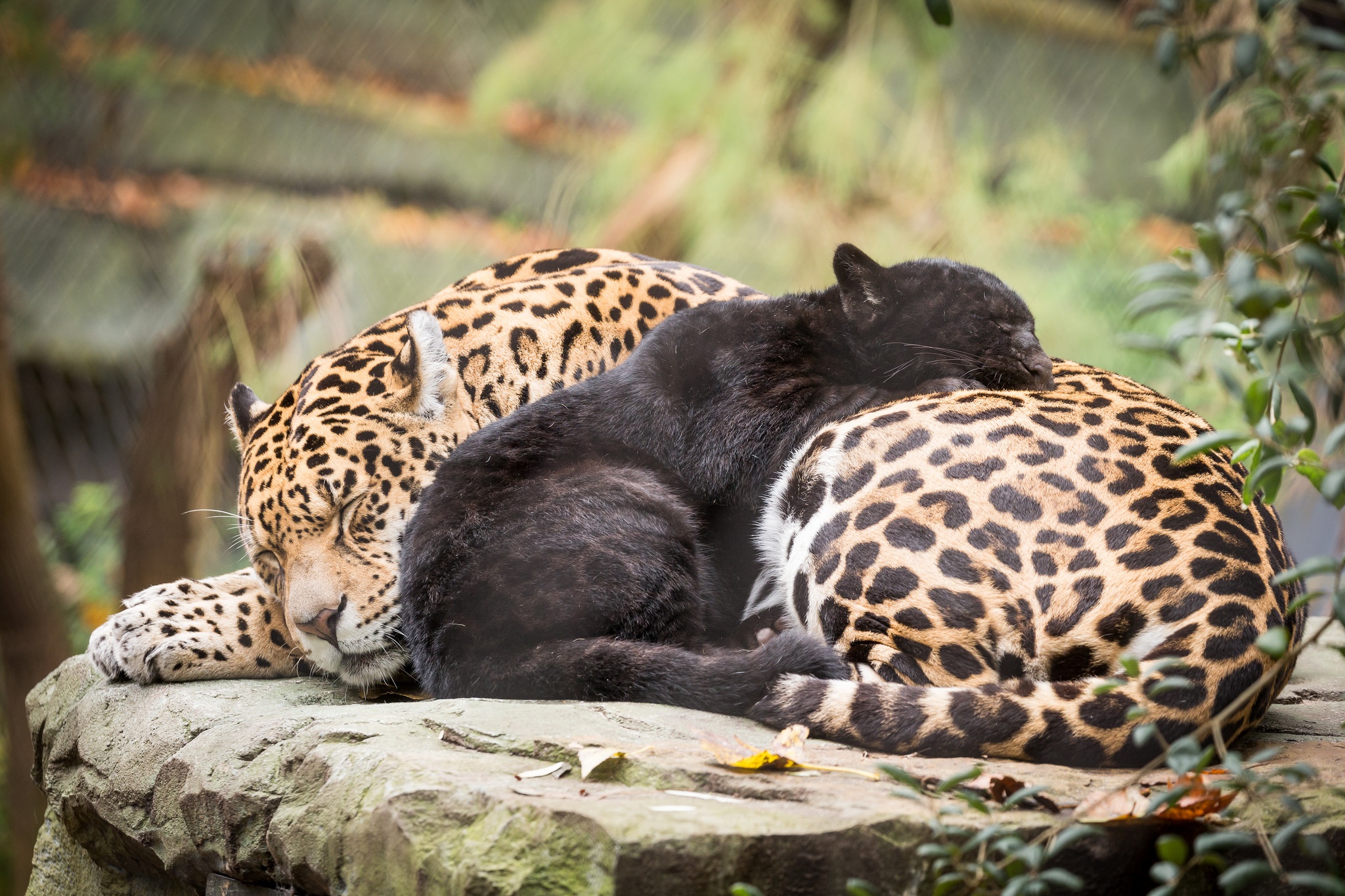 Baby Animal Big Cat Cub Jaguar Sleeping Wildlife Predator Animal 2048x1365
