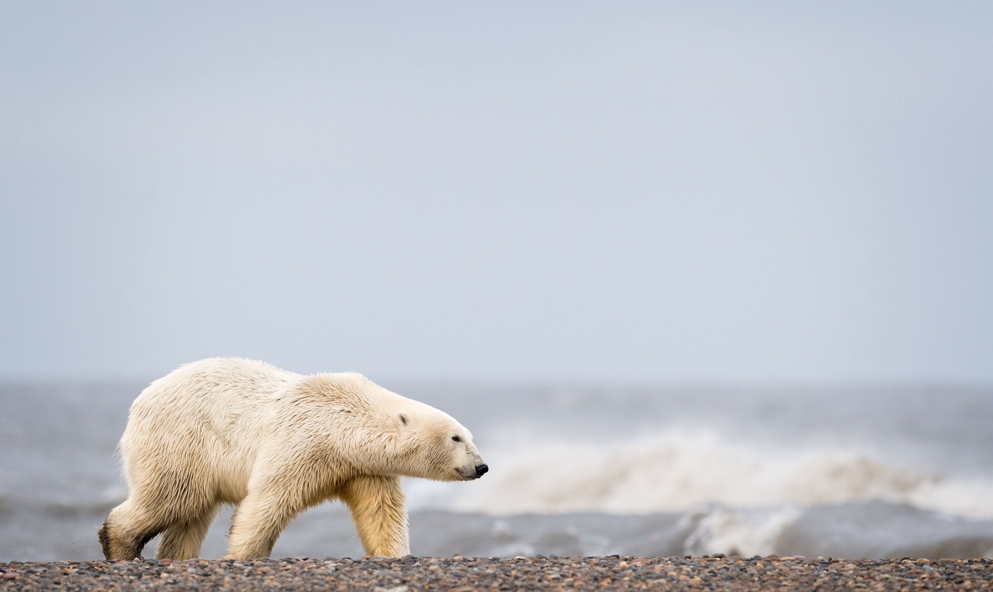 Depth Of Field Polar Bear Wildlife Predator Animal 2047x1221