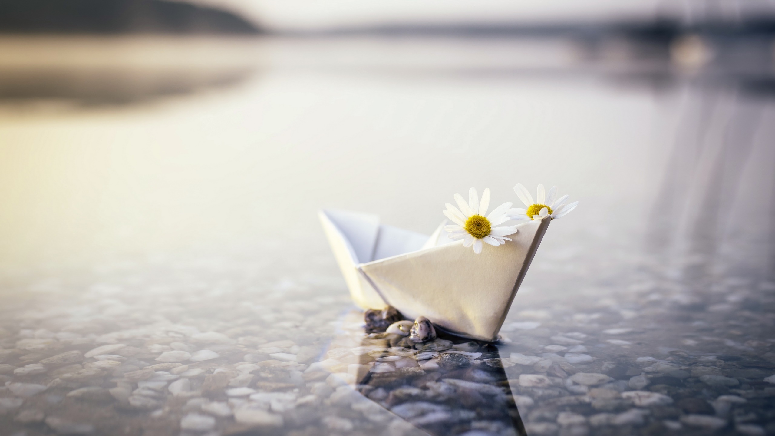 Outdoors Paper Paper Boats Flowers Plants 2560x1440